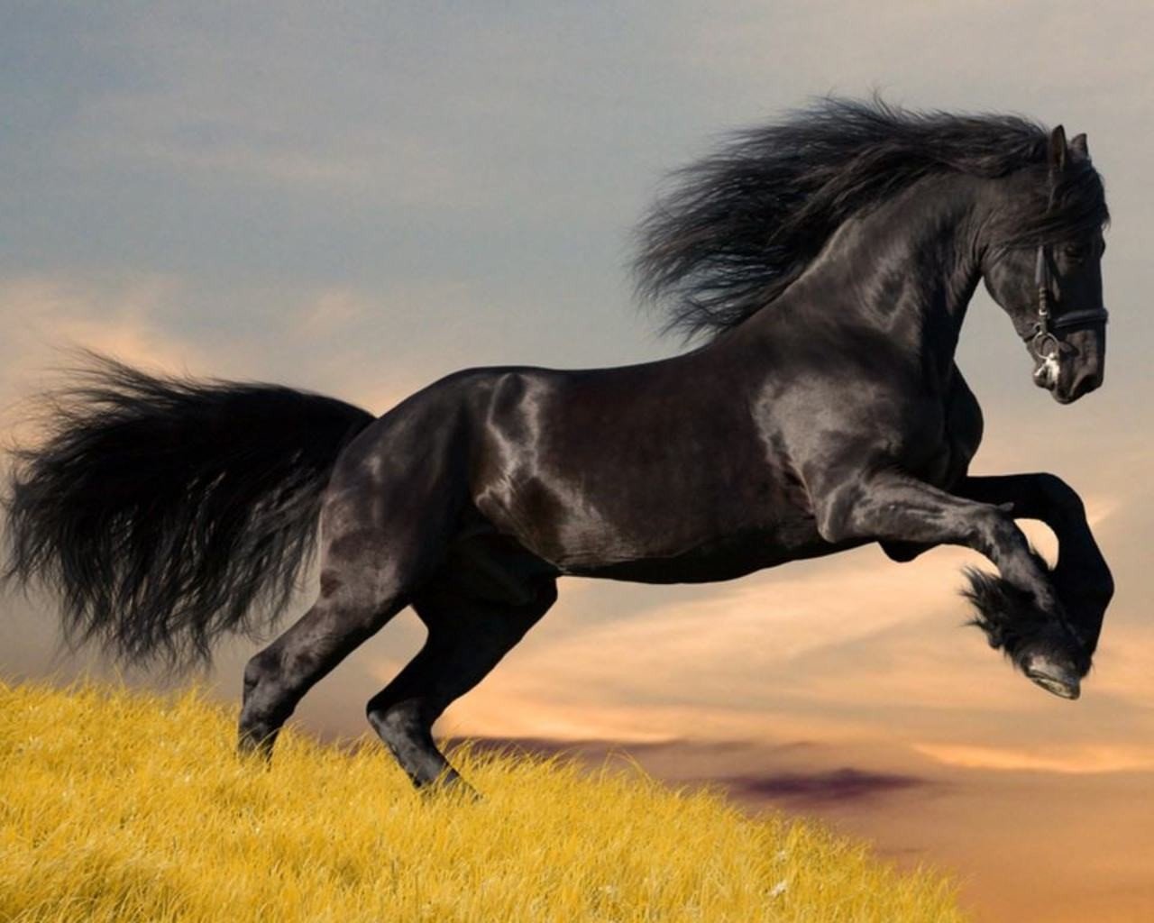 Download hd 1280x1024 Horse computer background ID:23631 for free