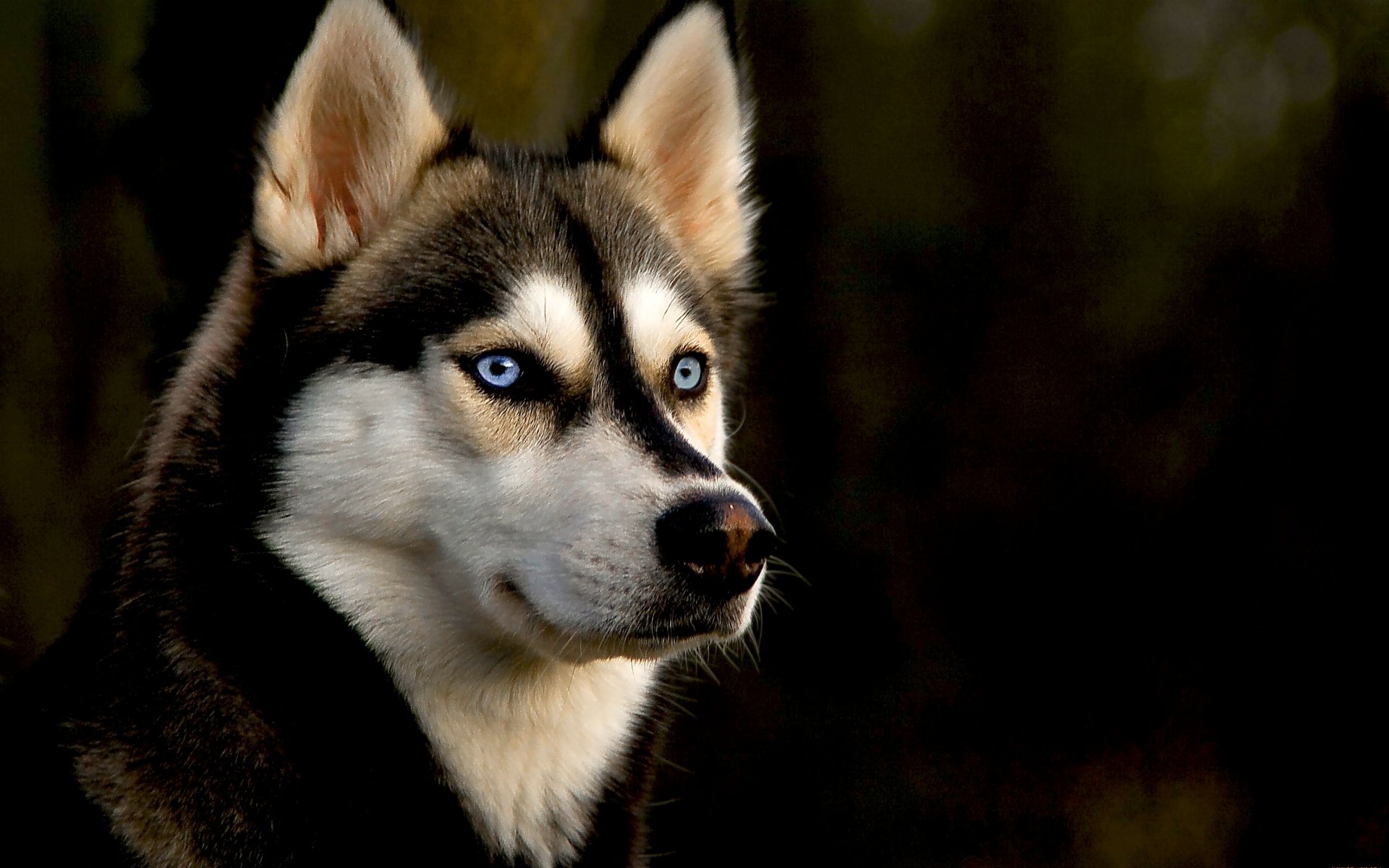 Best Husky background ID:198296 for High Resolution hd 1920x1200 PC