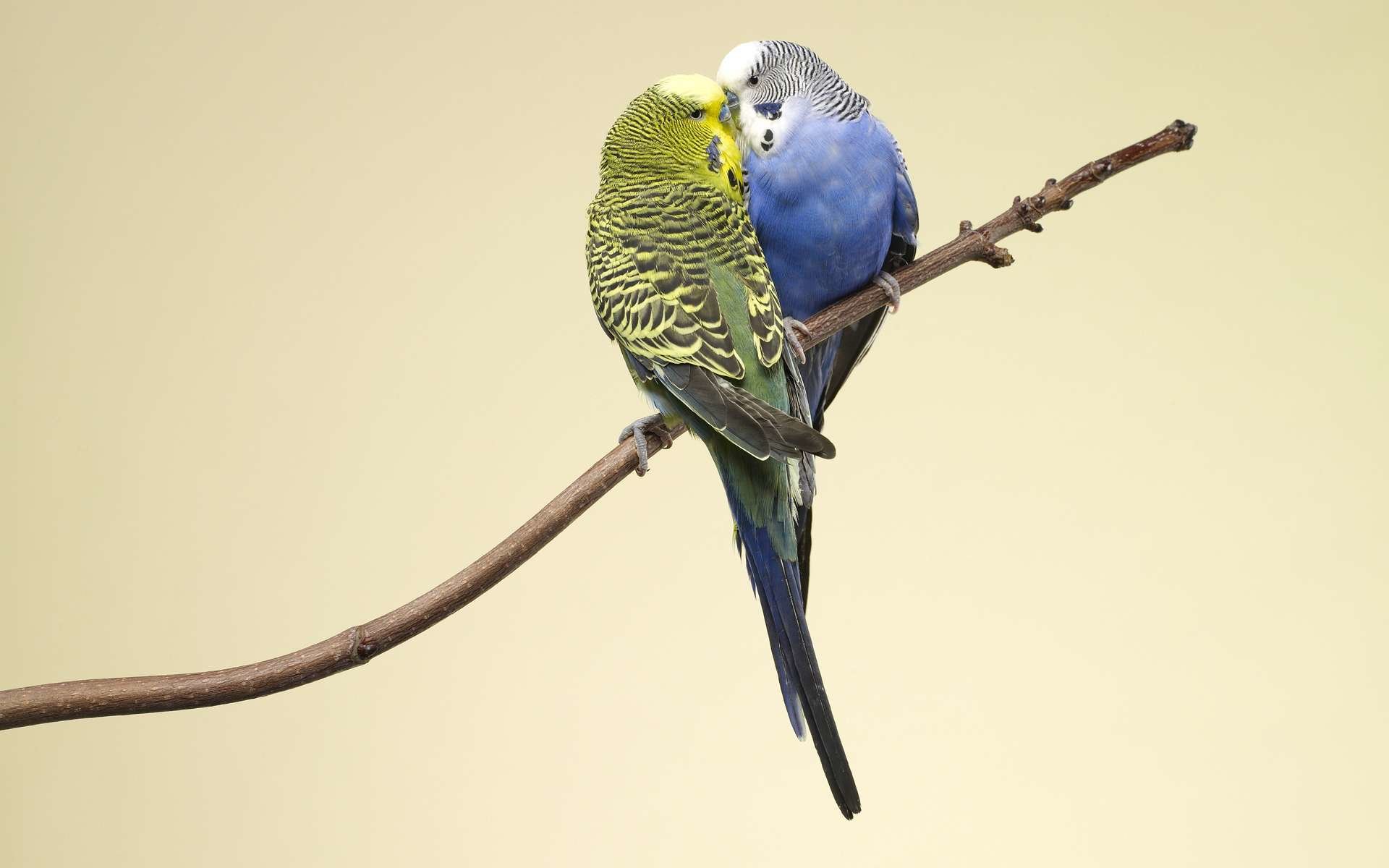 Download hd 1920x1200 Budgerigar PC background ID:32563 for free