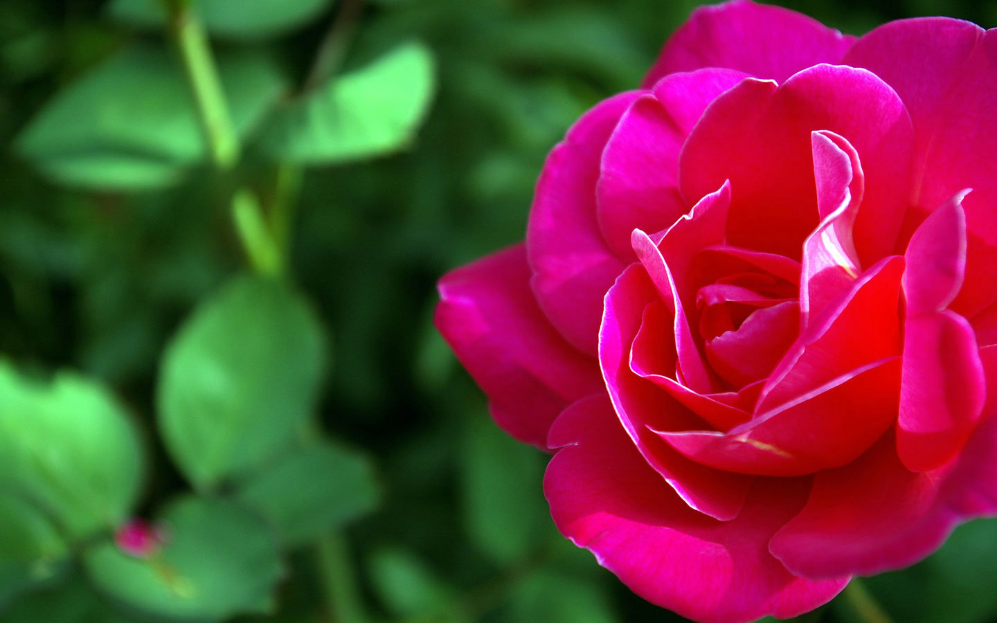 Download hd 1440x900 Rose PC wallpaper ID:472723 for free