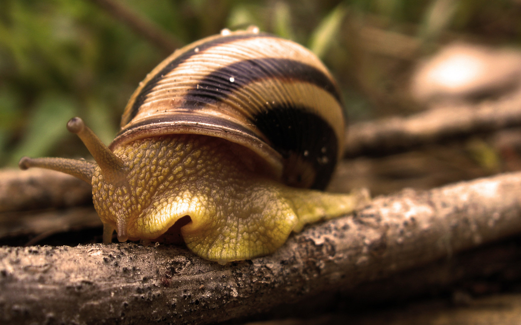 Free download Snail wallpaper ID:198892 hd 1680x1050 for PC