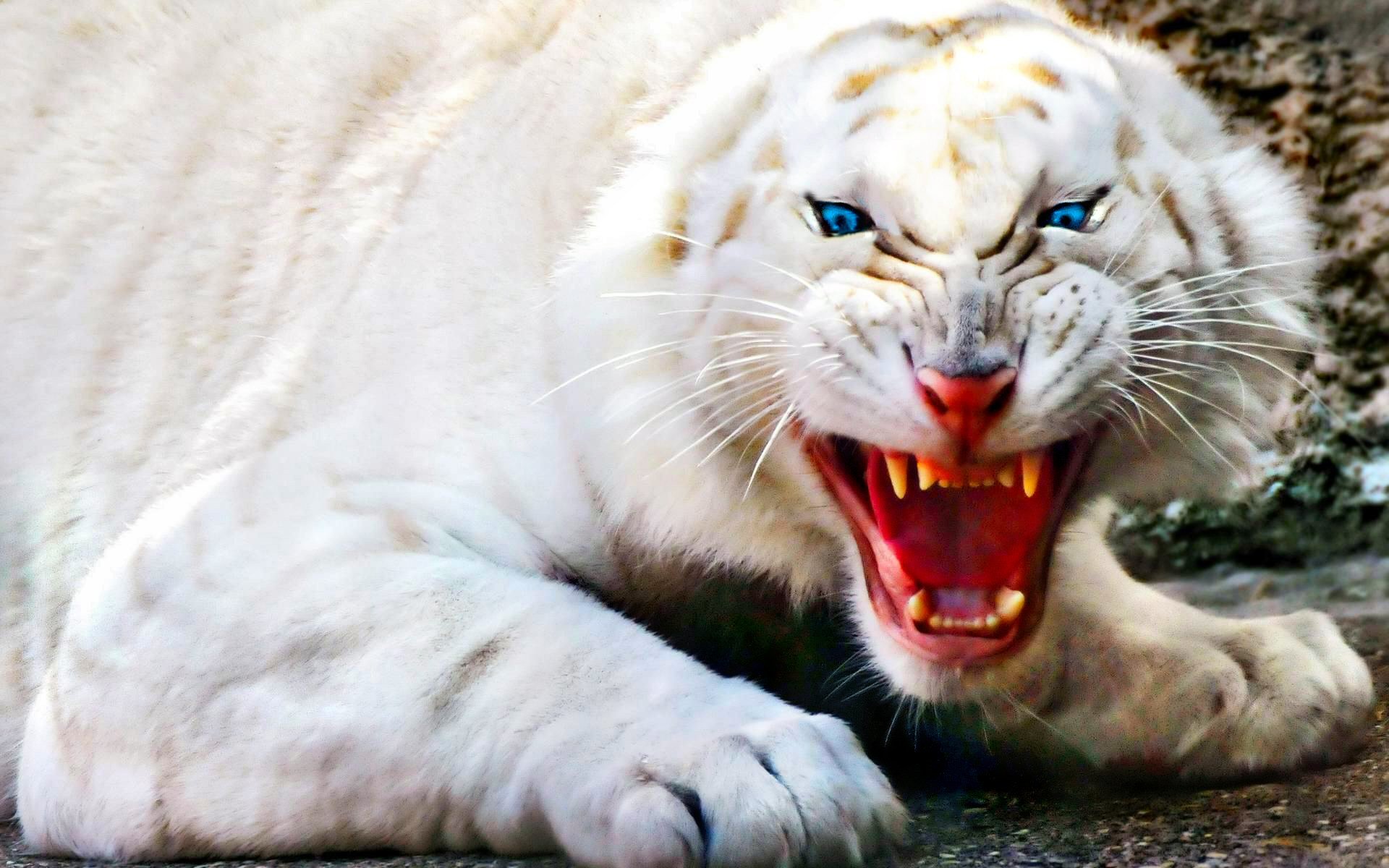 Awesome White Tiger free wallpaper ID:174840 for hd 1920x1200 PC
