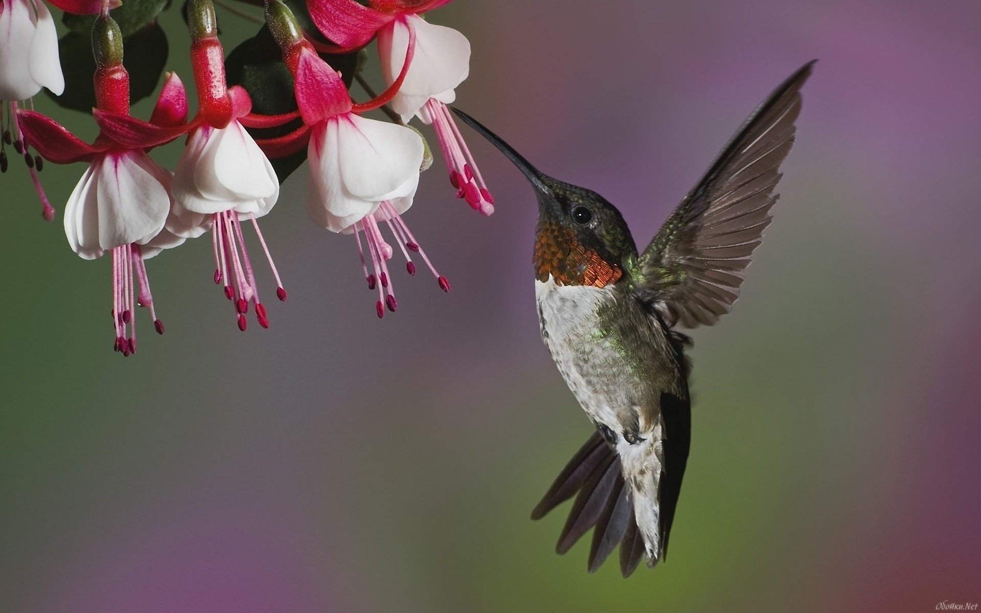 Awesome Hummingbird free wallpaper ID:215654 for hd 1920x1200 desktop