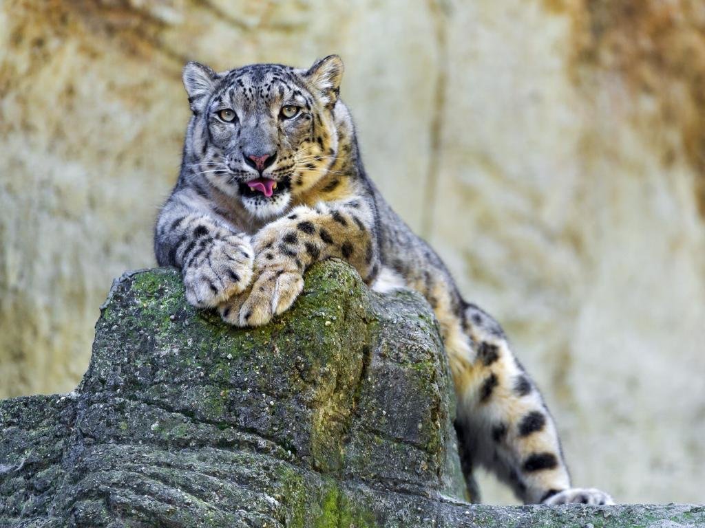 High resolution Snow Leopard hd 1024x768 background ID:34340 for PC