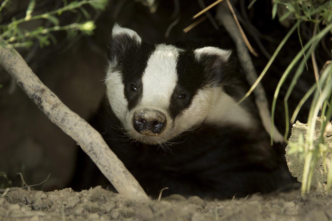 Best Badger background ID:142315 for High Resolution hd 1280x854 PC