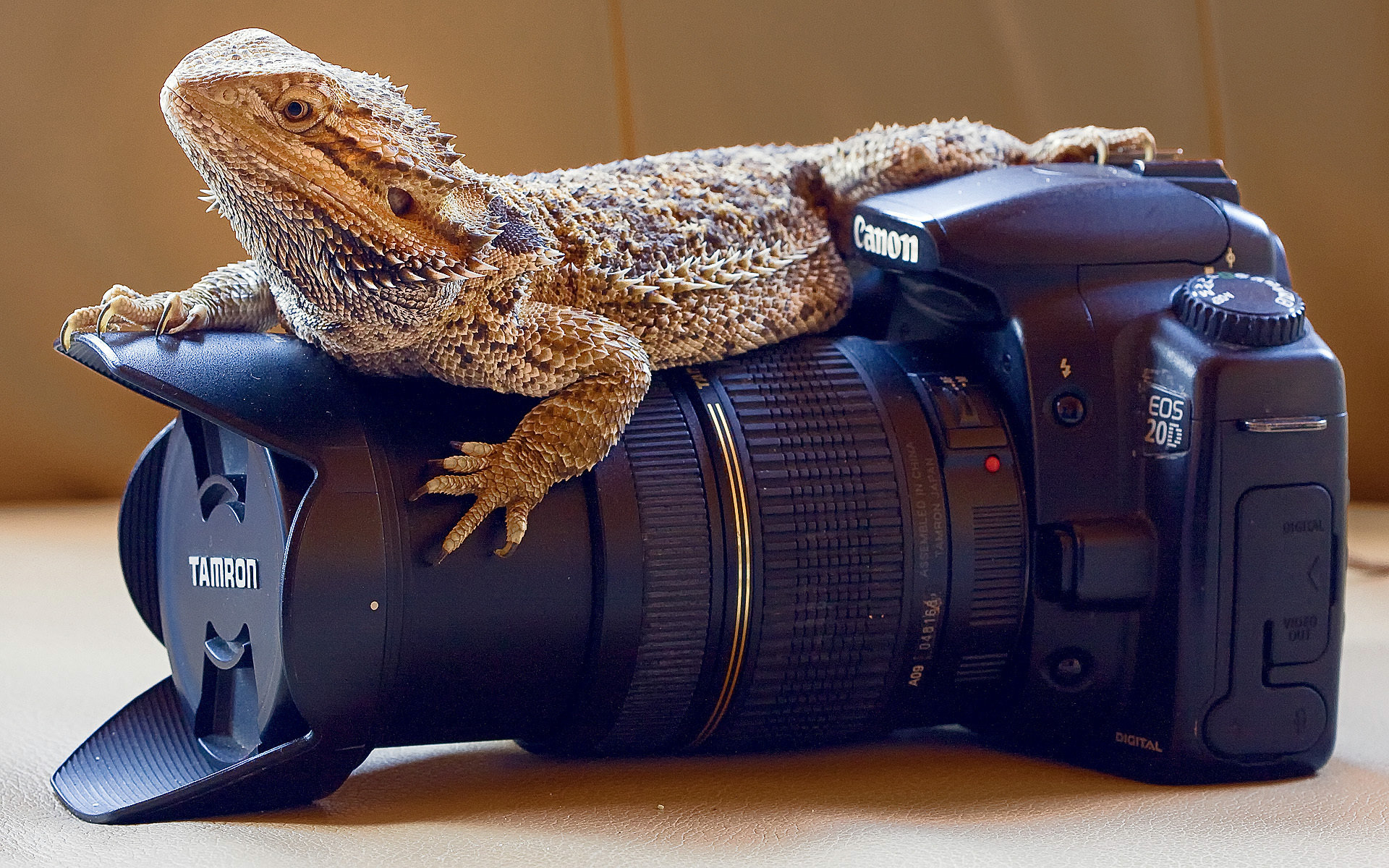 High resolution Bearded Dragon hd 1920x1200 background ID:396840 for PC