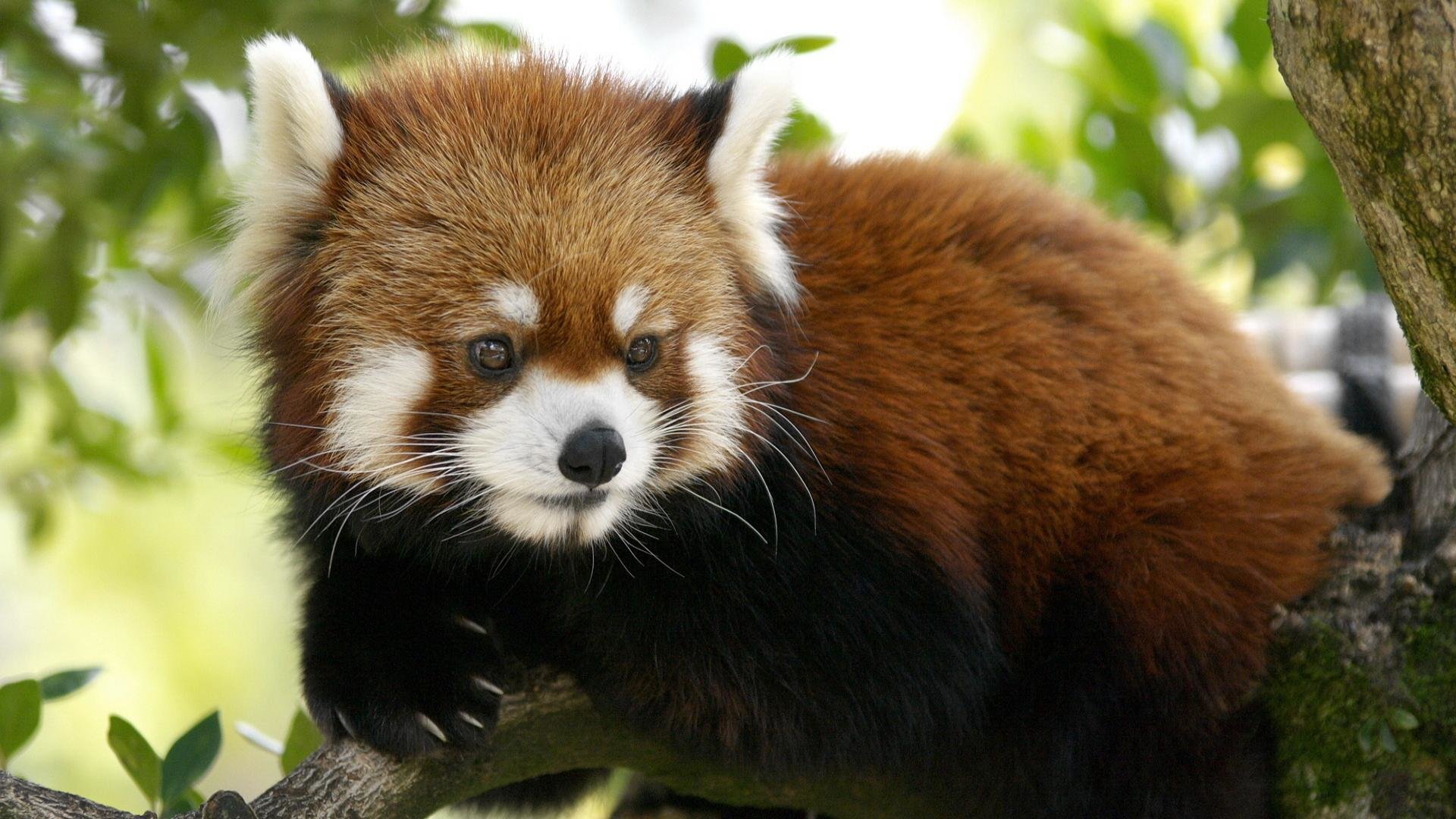 Free Red Panda high quality background ID:64001 for hd 1920x1080 desktop