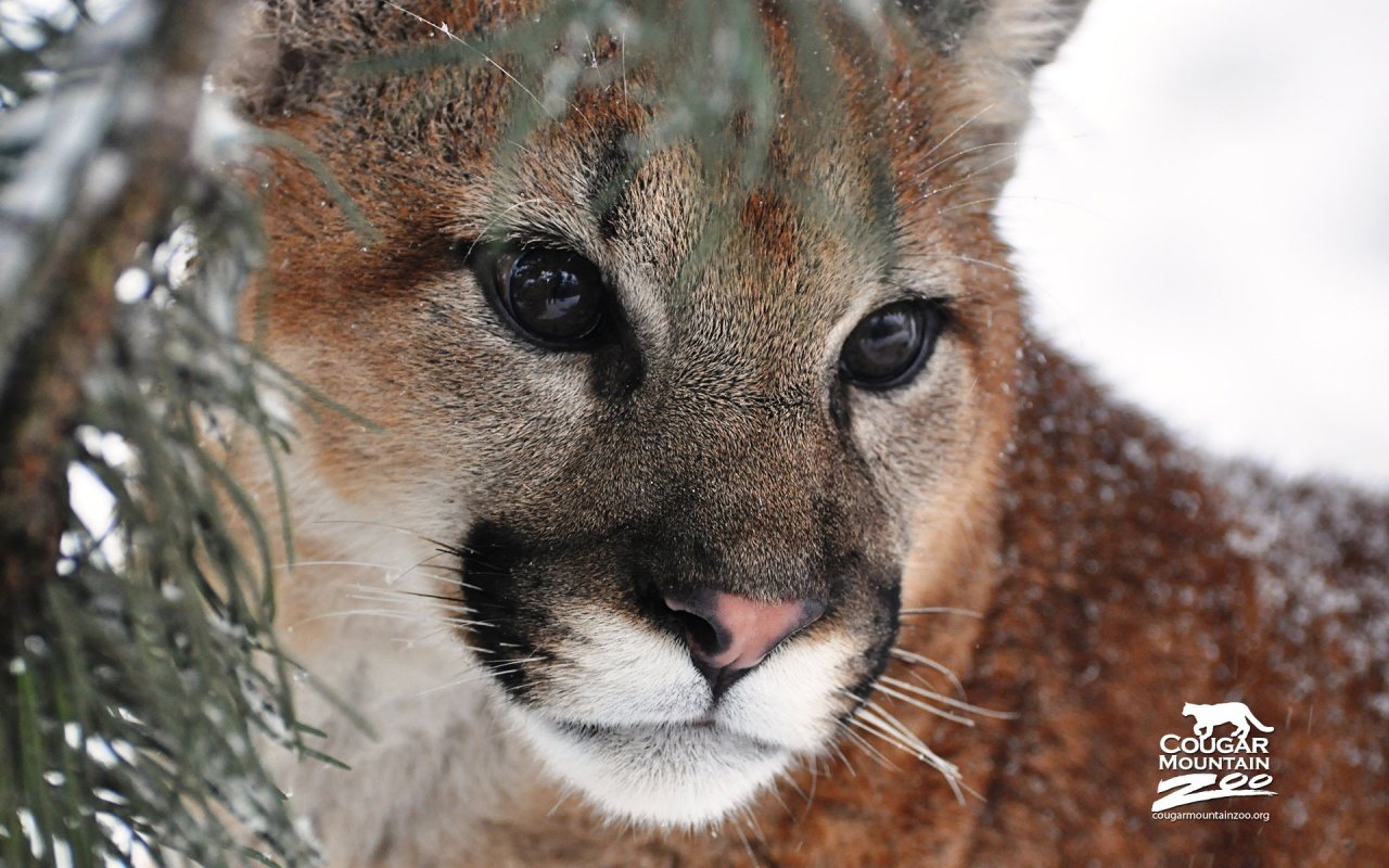 Best Cougar wallpaper ID:81798 for High Resolution hd 1280x800 computer