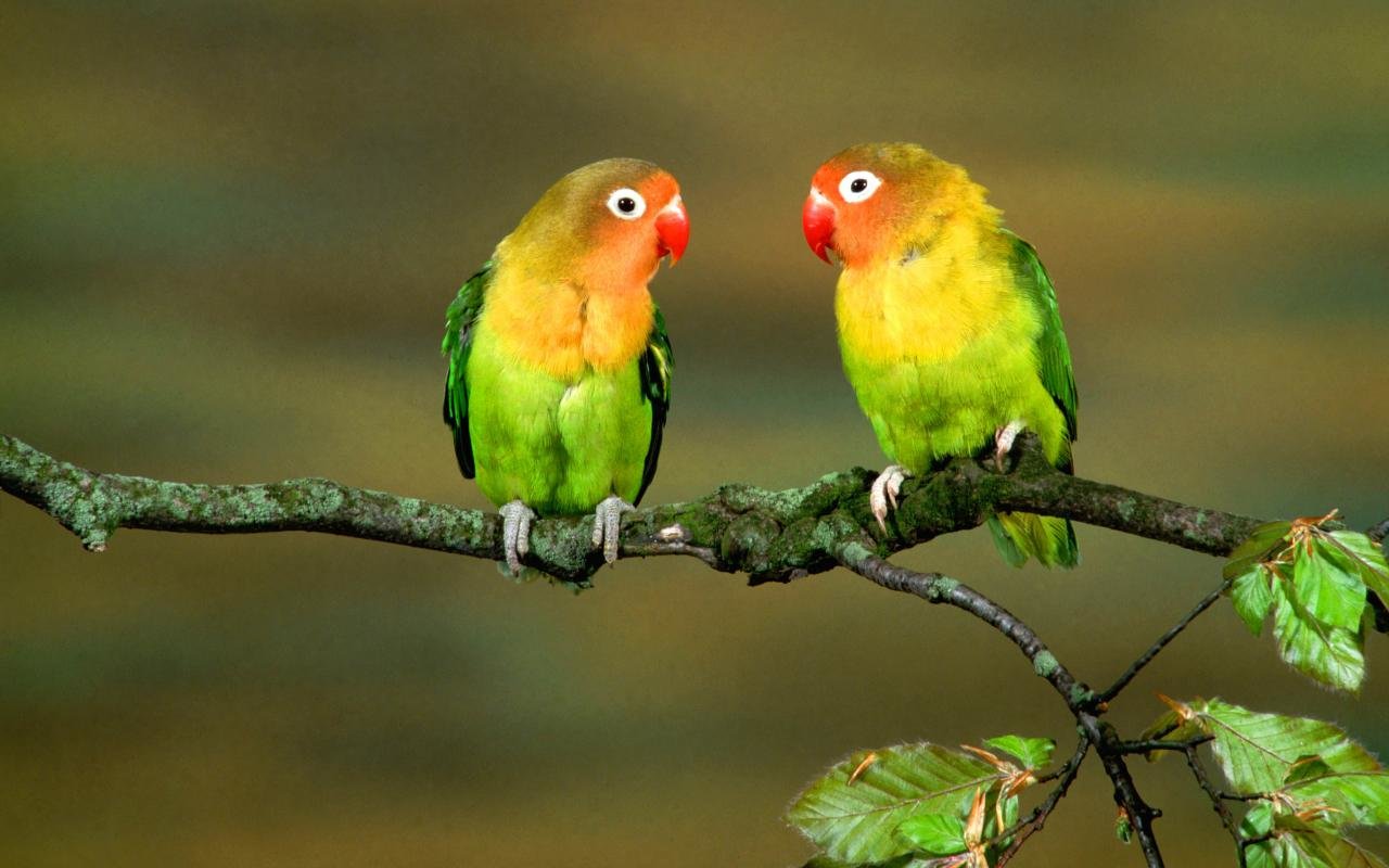 Awesome Parrot free background ID:25786 for hd 1280x800 PC