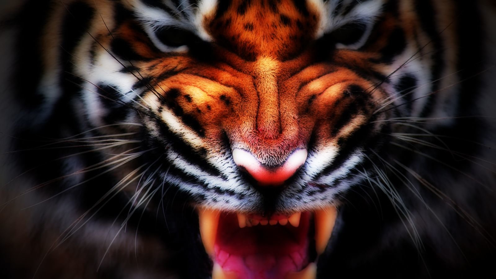 Download hd 1600x900 Tiger desktop background ID:115912 for free