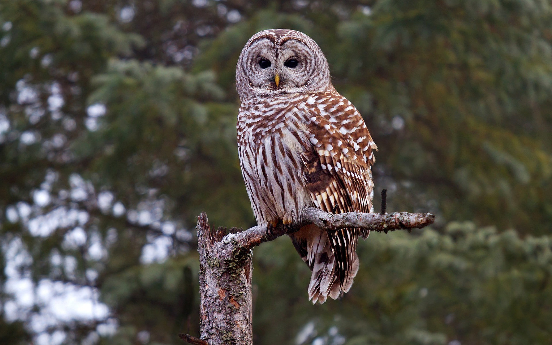 Free Barred Owl high quality background ID:91340 for hd 1920x1200 PC