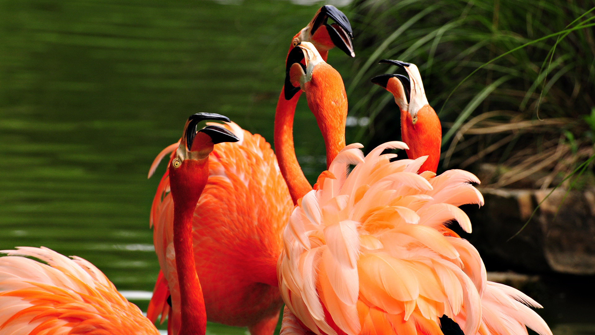 Best Flamingo background ID:66652 for High Resolution hd 1080p computer