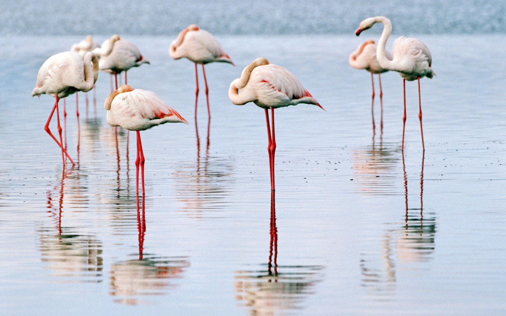 Free Flamingo high quality background ID:66653 for hd 1680x1050 PC