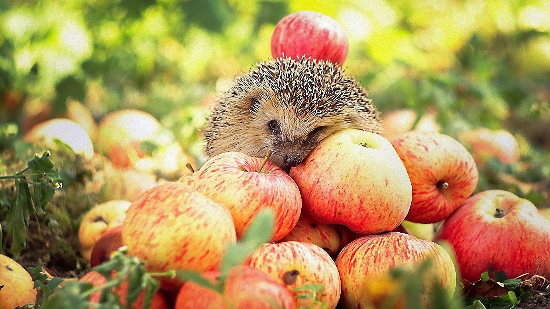 Download full hd 1920x1080 Hedgehog computer background ID:241828 for free