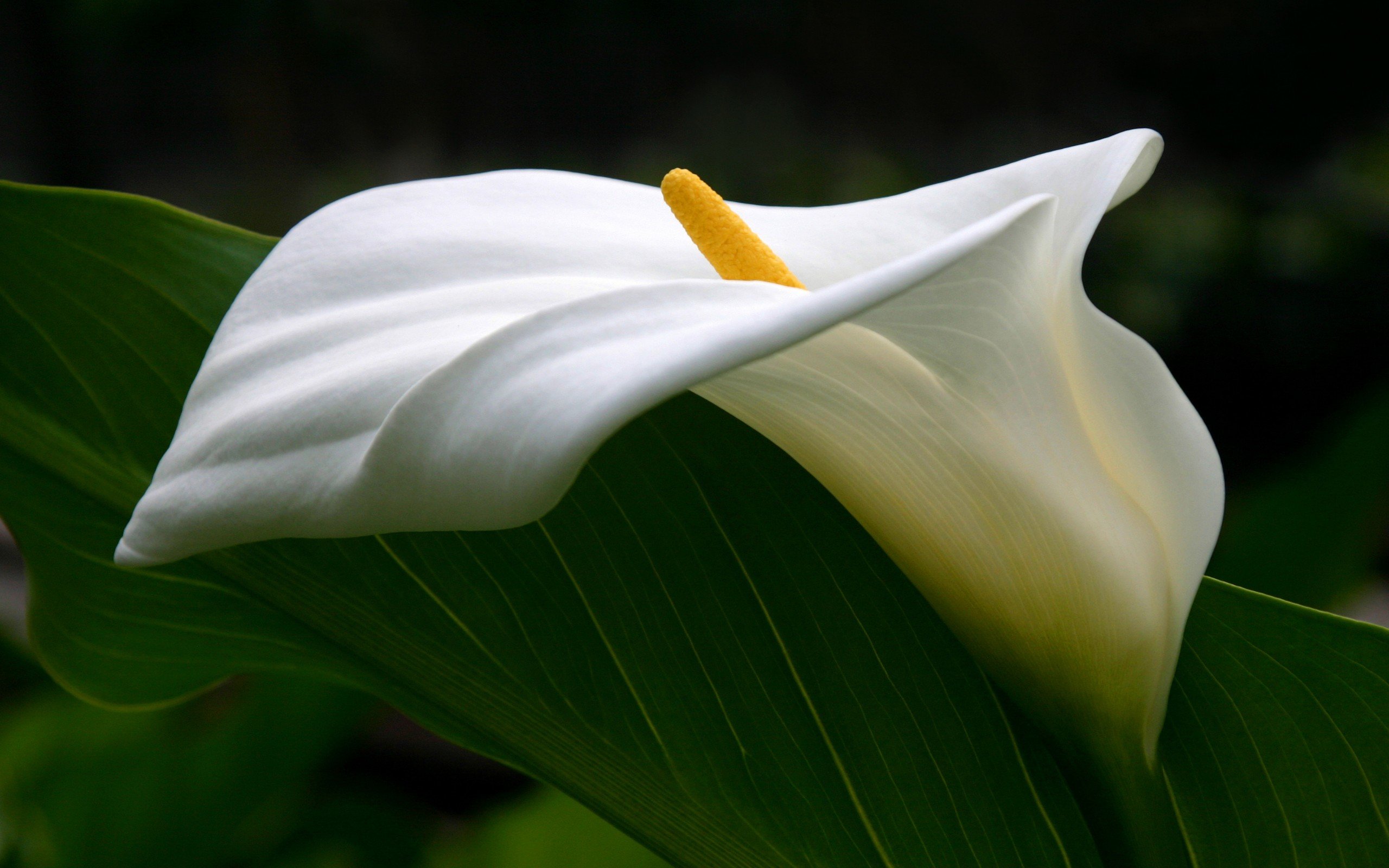 Free download Calla Lily background ID:442423 hd 2560x1600 for desktop