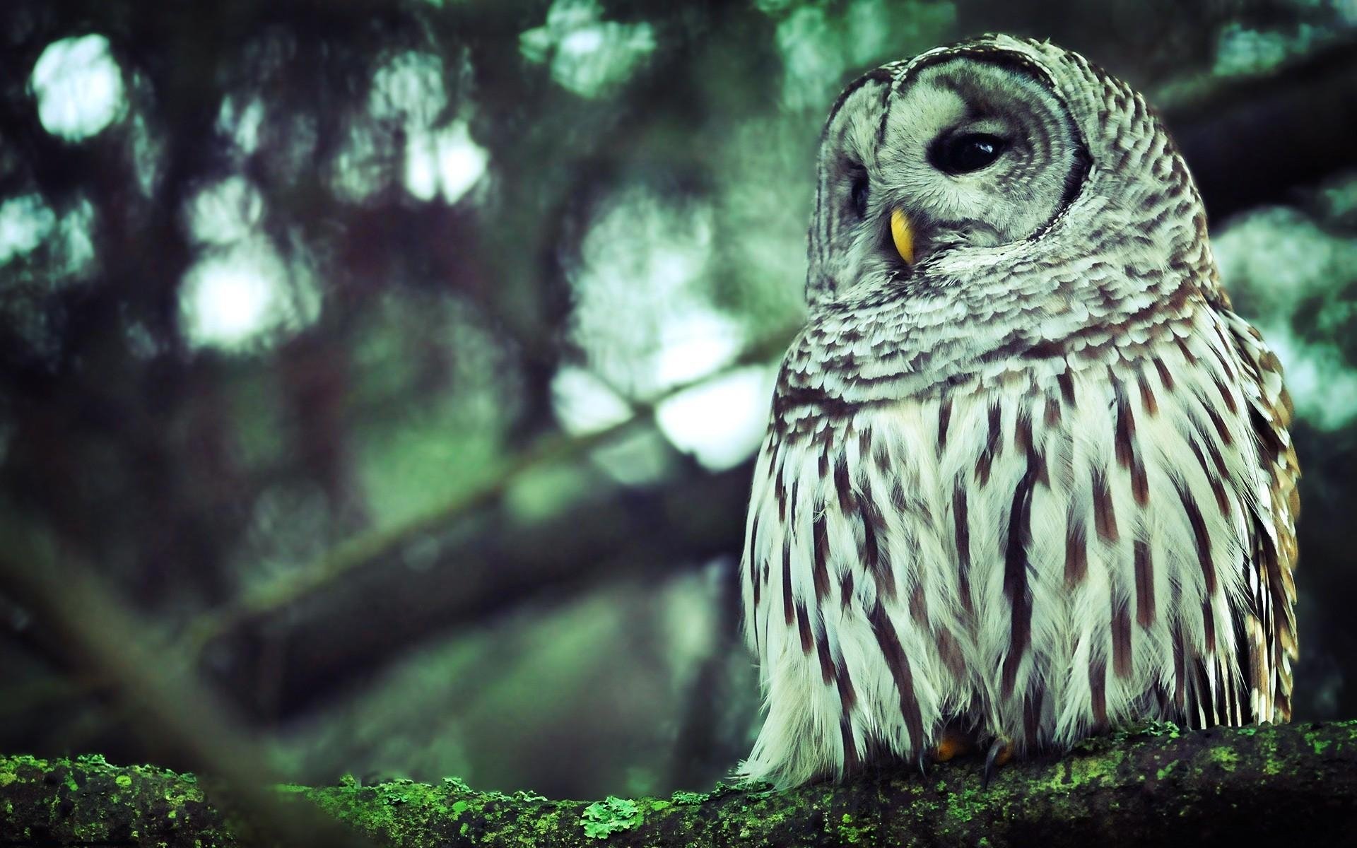 Free download Barred Owl wallpaper ID:91335 hd 1920x1200 for PC
