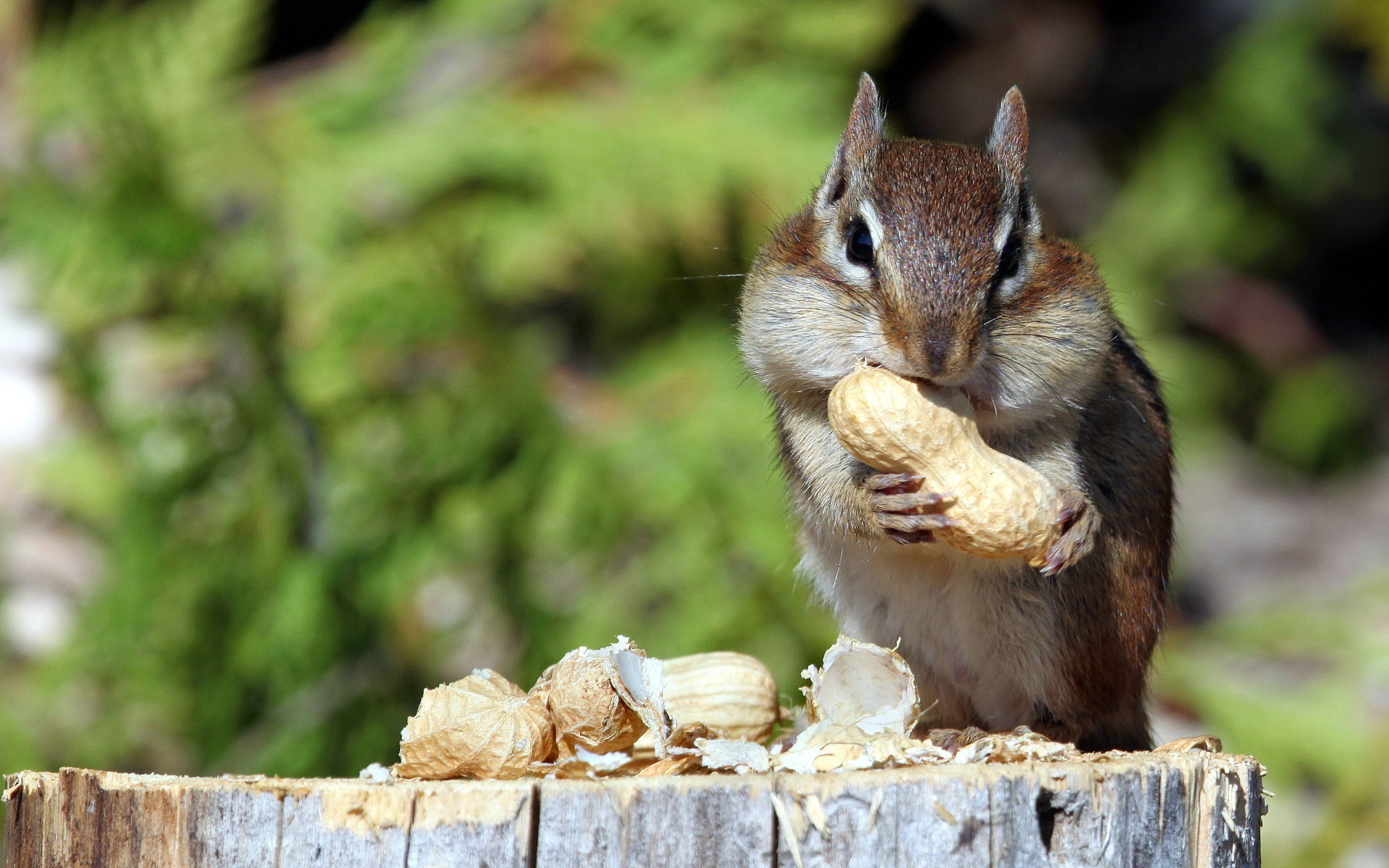 Free download Chipmunk wallpaper ID:323089 hd 2560x1600 for computer