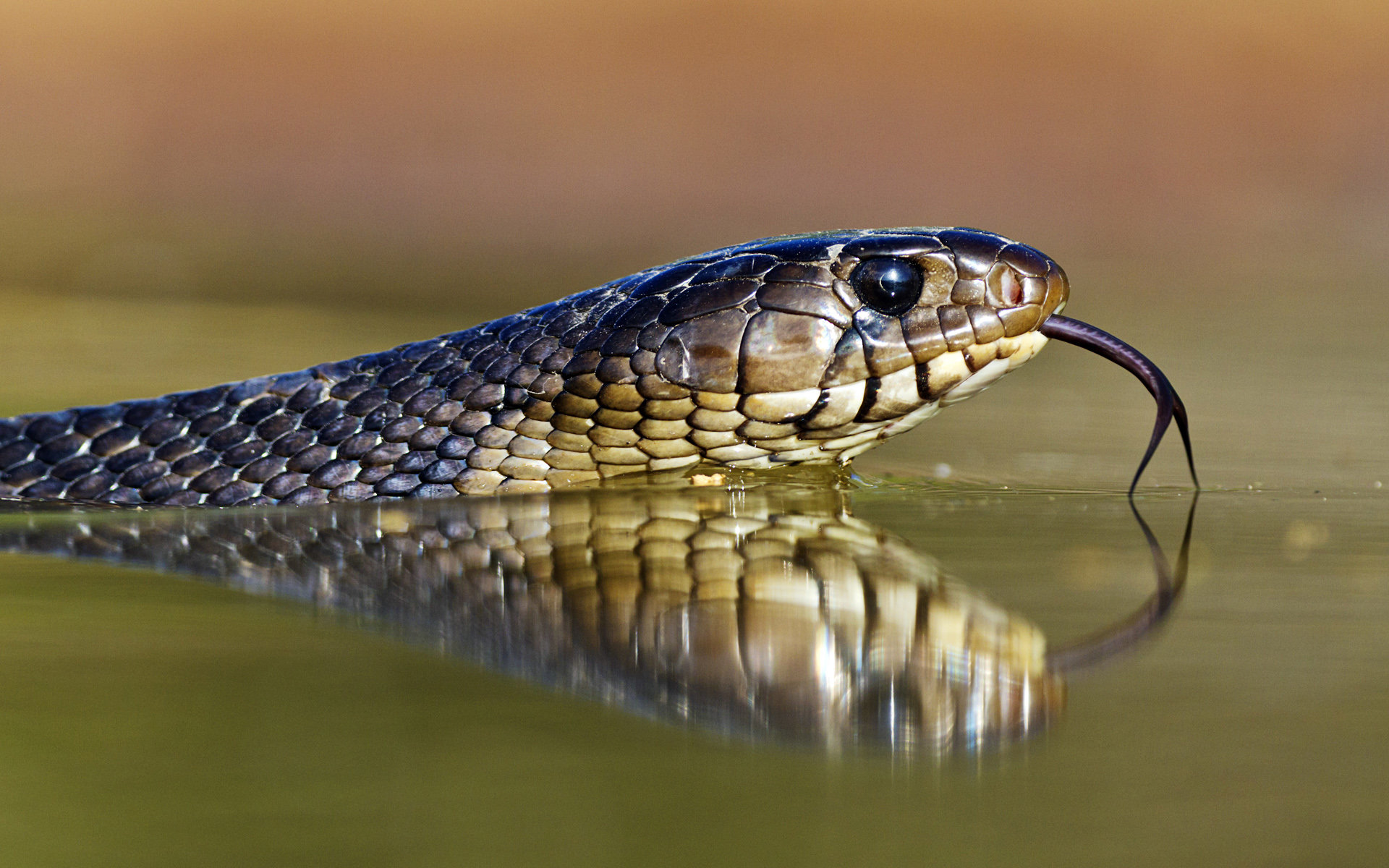 Awesome Snake free background ID:137288 for hd 1920x1200 computer