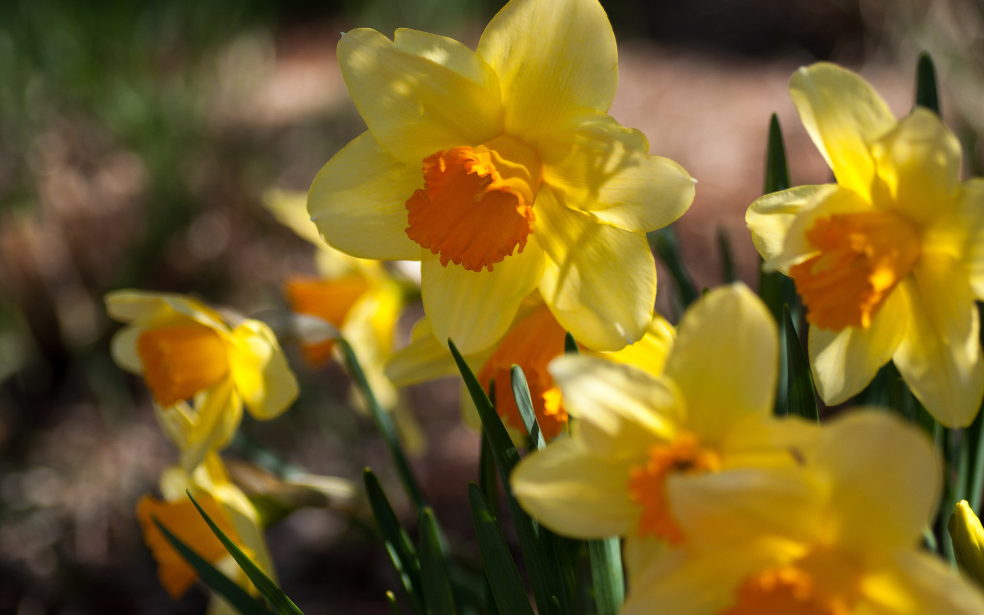 Awesome Daffodil free wallpaper ID:375680 for hd 1920x1200 PC