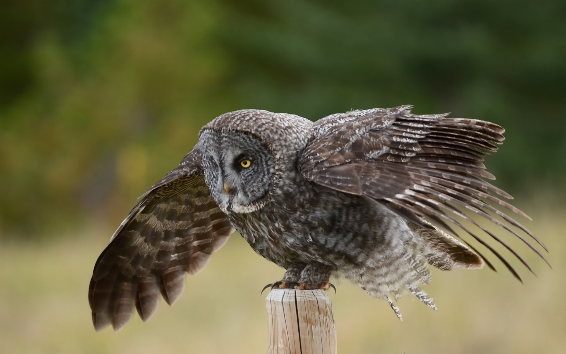 Download hd 1920x1200 Great Grey Owl computer background ID:235115 for free
