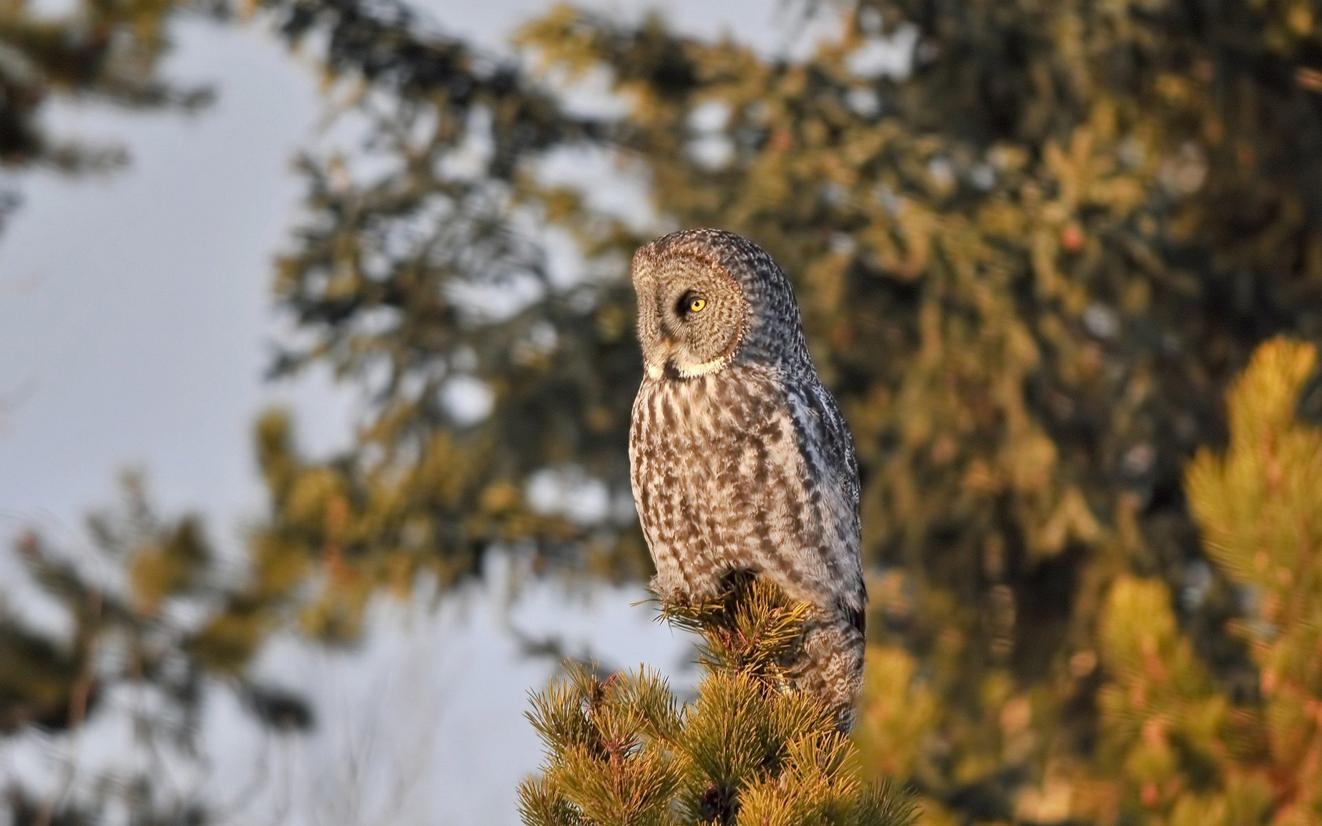 Best Great Grey Owl wallpaper ID:235116 for High Resolution hd 1920x1200 PC