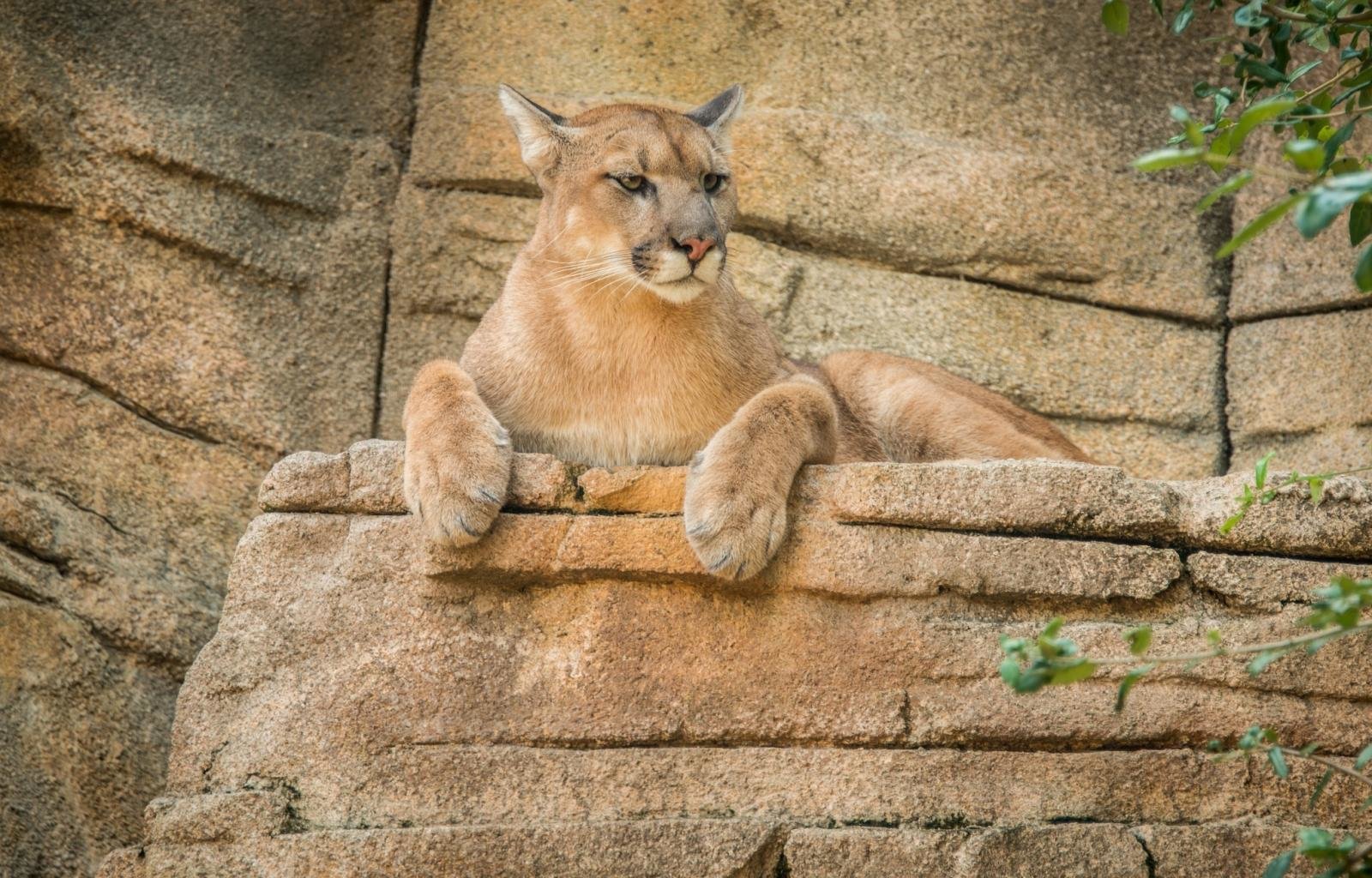 Free Cougar high quality background ID:81709 for hd 1600x1024 computer