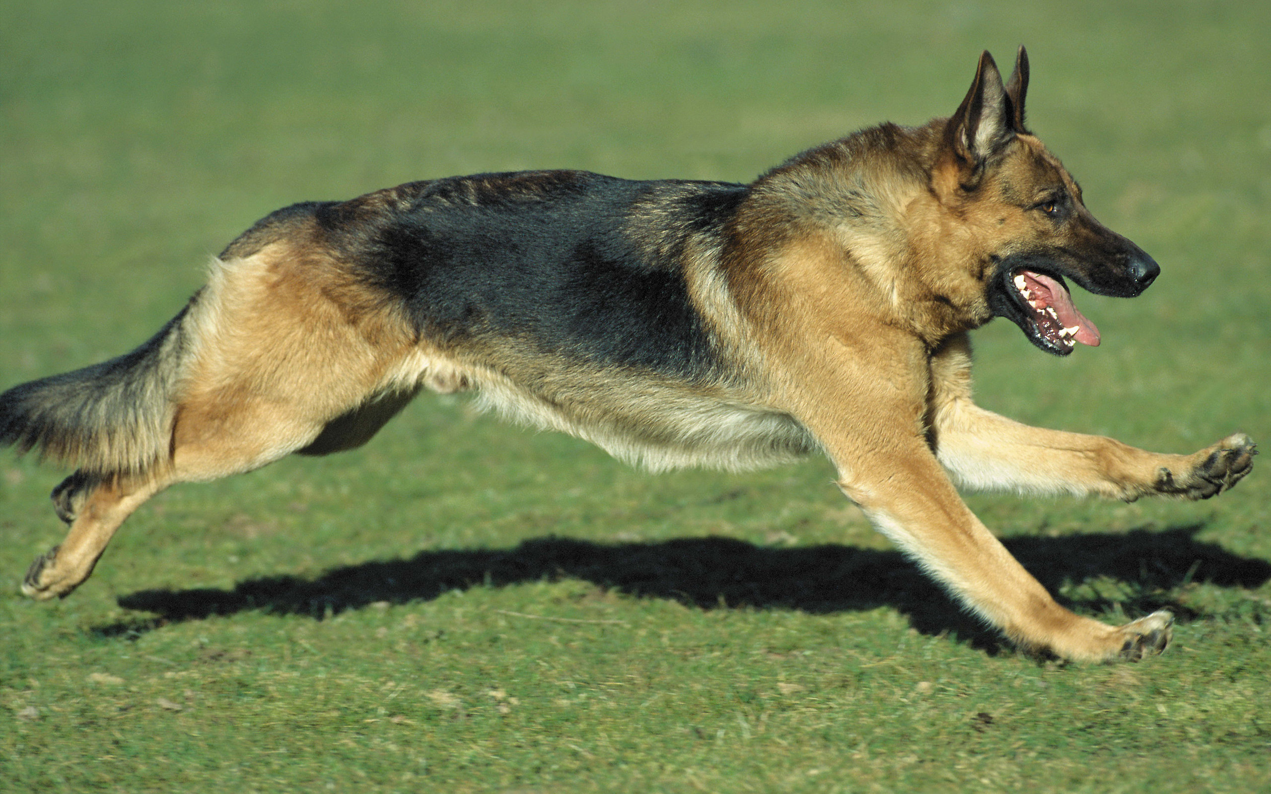Awesome German Shepherd free background ID:111023 for hd 2560x1600 PC