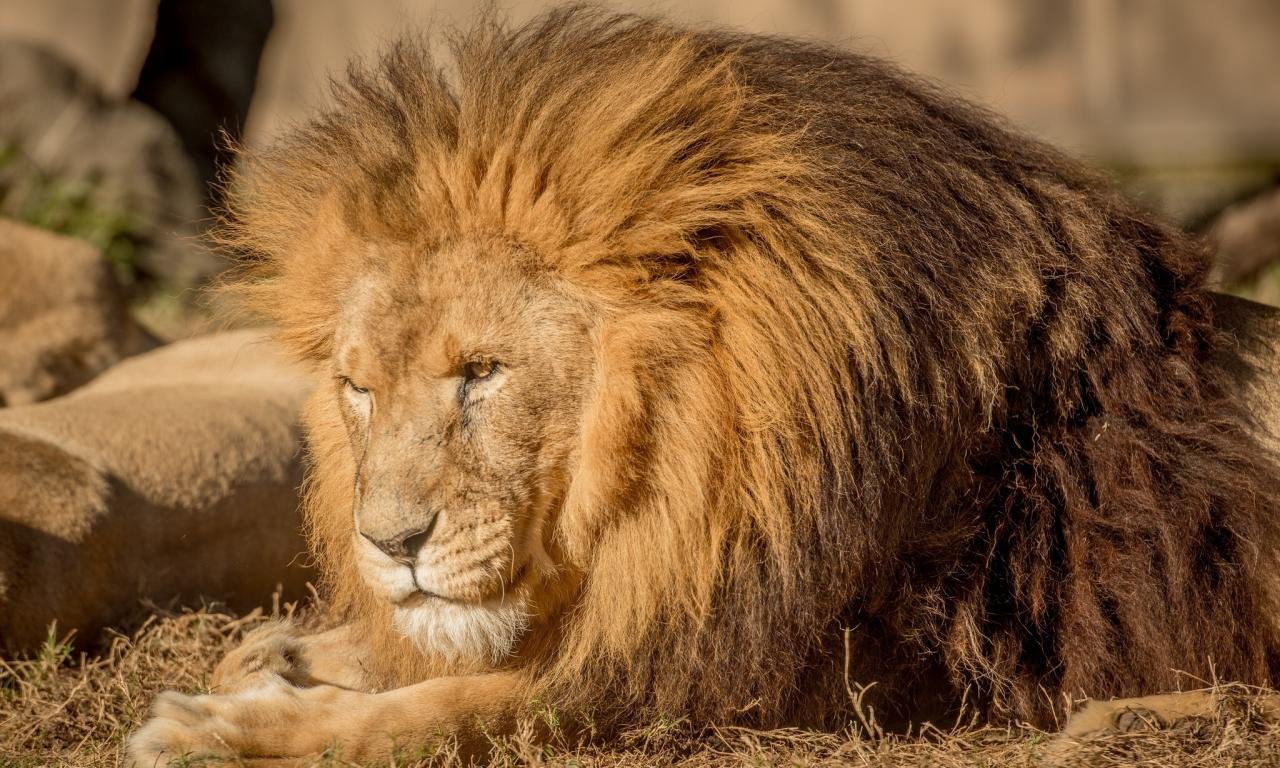Best Lion background ID:255423 for High Resolution hd 1280x768 computer