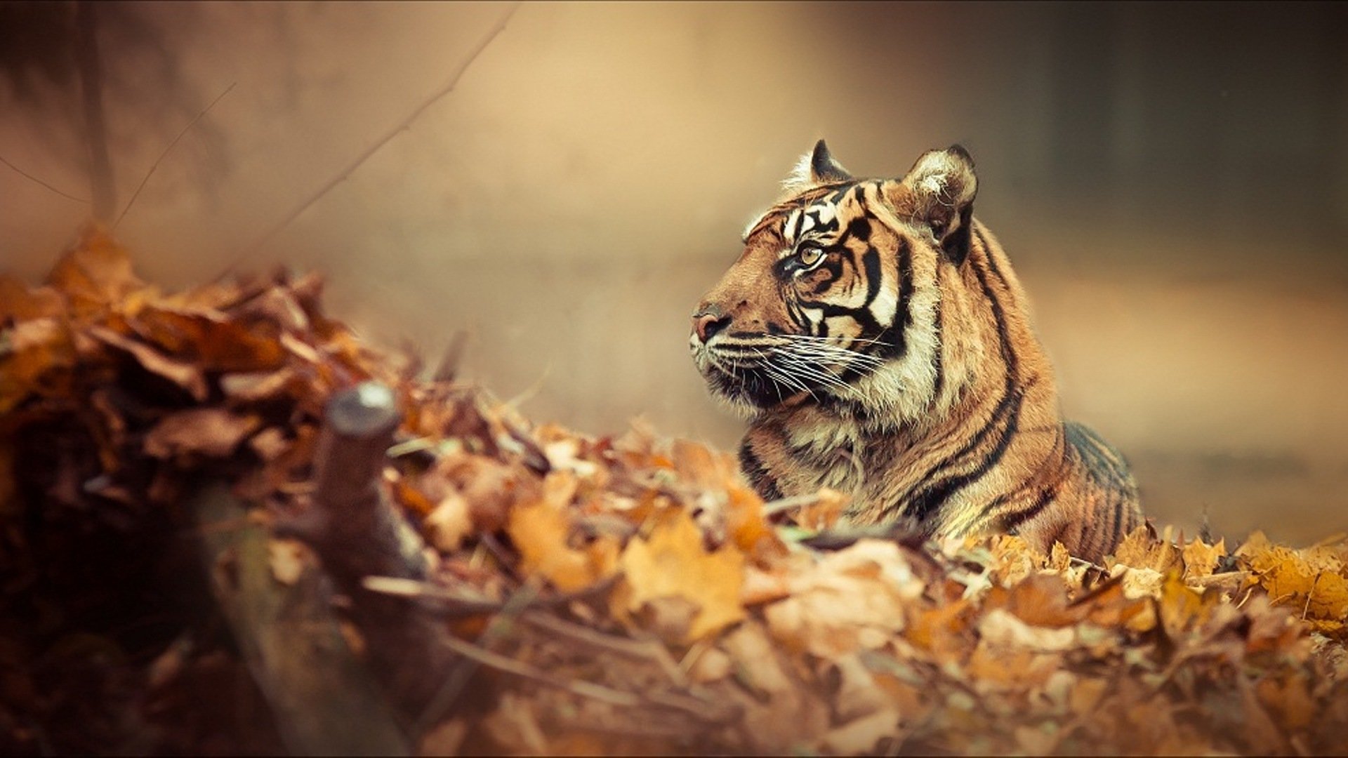 Download full hd 1080p Tiger PC wallpaper ID:115627 for free