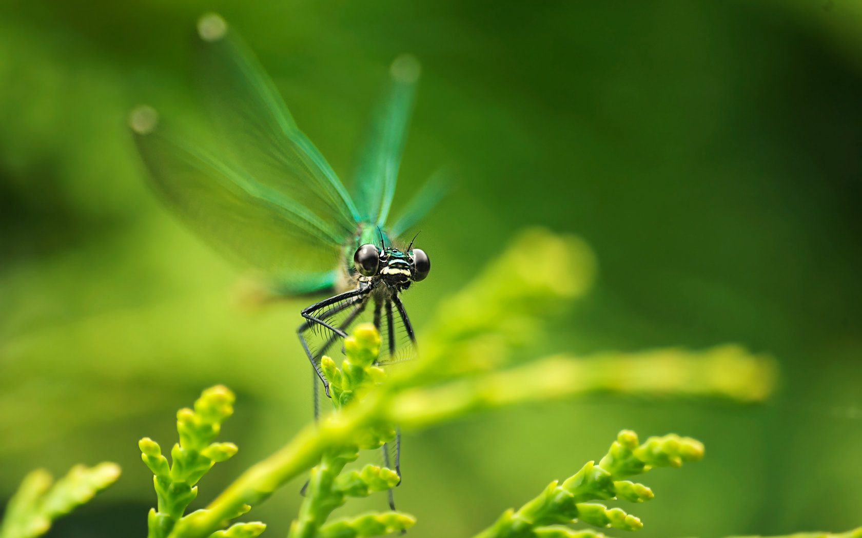 Awesome Dragonfly free background ID:467629 for hd 1680x1050 PC