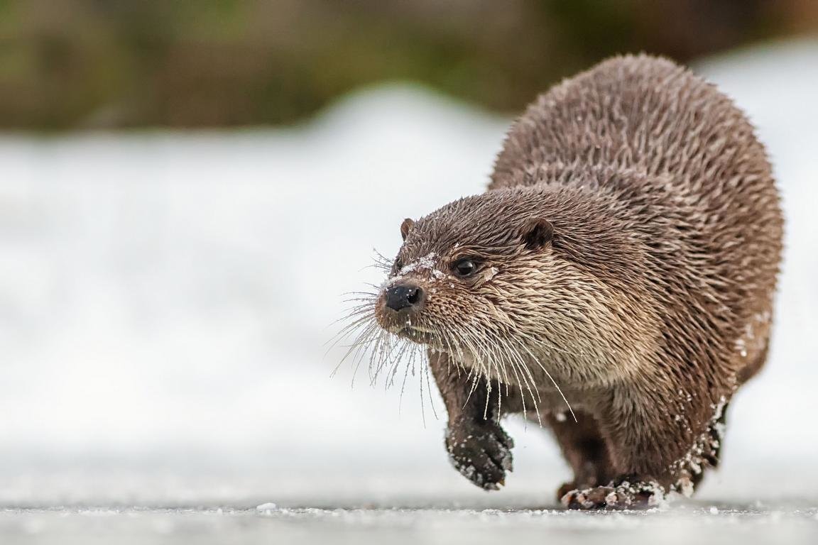 High resolution Otter hd 1152x768 wallpaper ID:207607 for PC