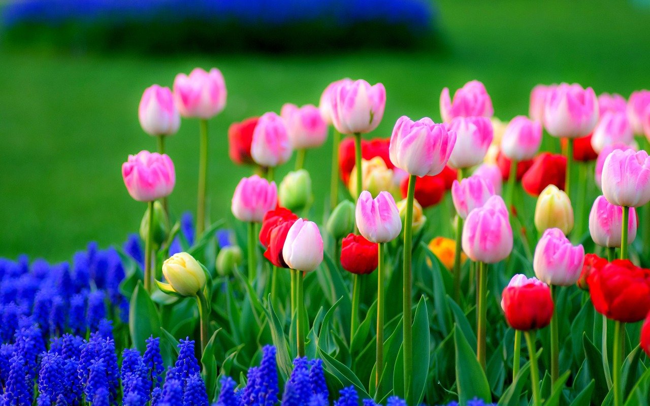 High resolution Tulip hd 1280x800 wallpaper ID:157202 for PC