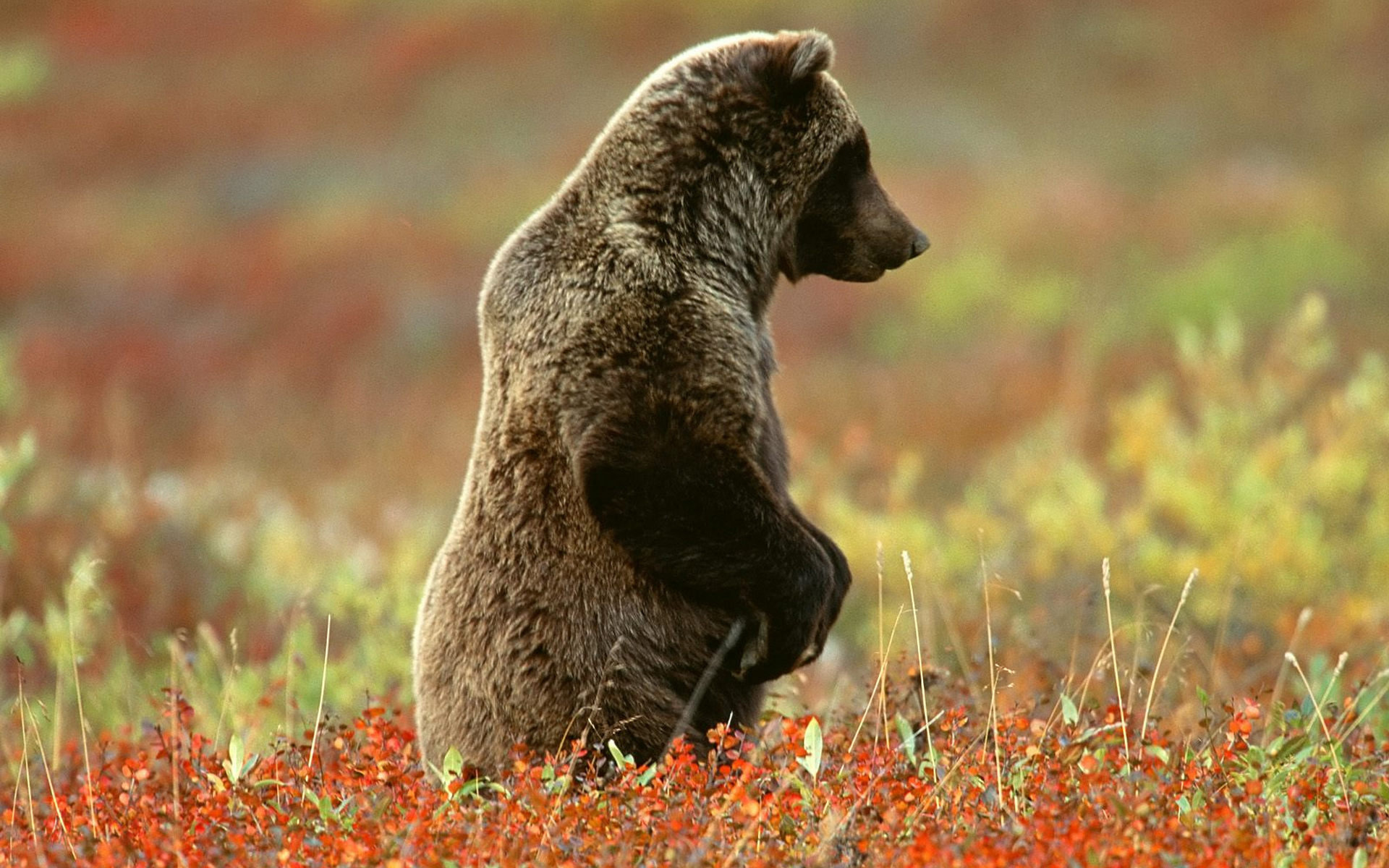Free Bear high quality background ID:352748 for hd 1920x1200 PC