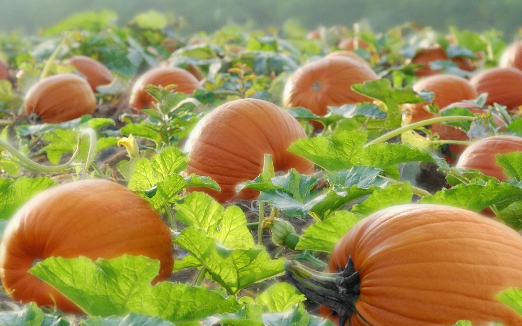 Free download Pumpkin background ID:194473 hd 1680x1050 for computer