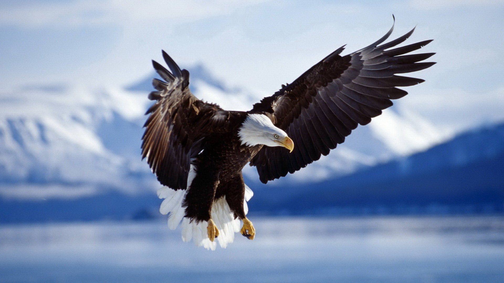Download hd 1920x1080 Eagle desktop background ID:231131 for free