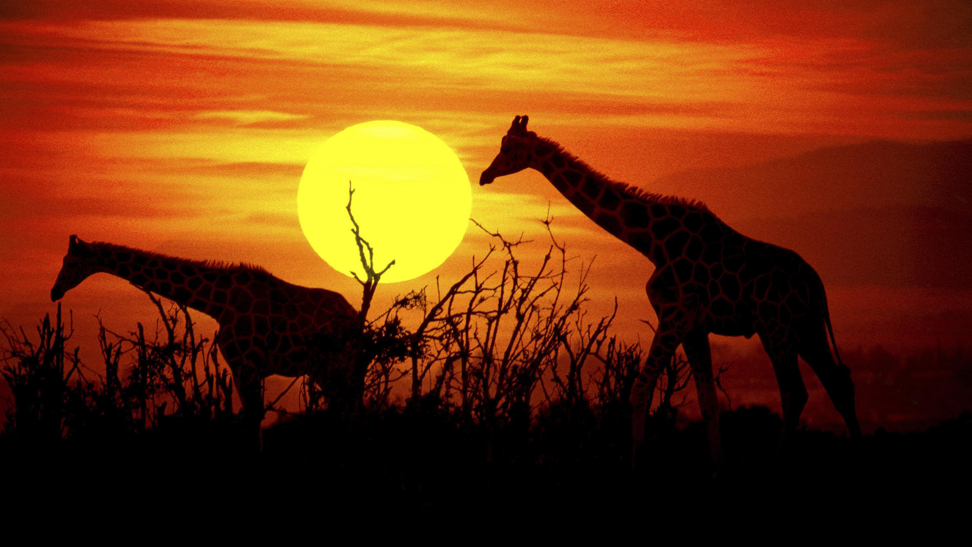 Awesome Giraffe free wallpaper ID:332493 for full hd 1080p computer