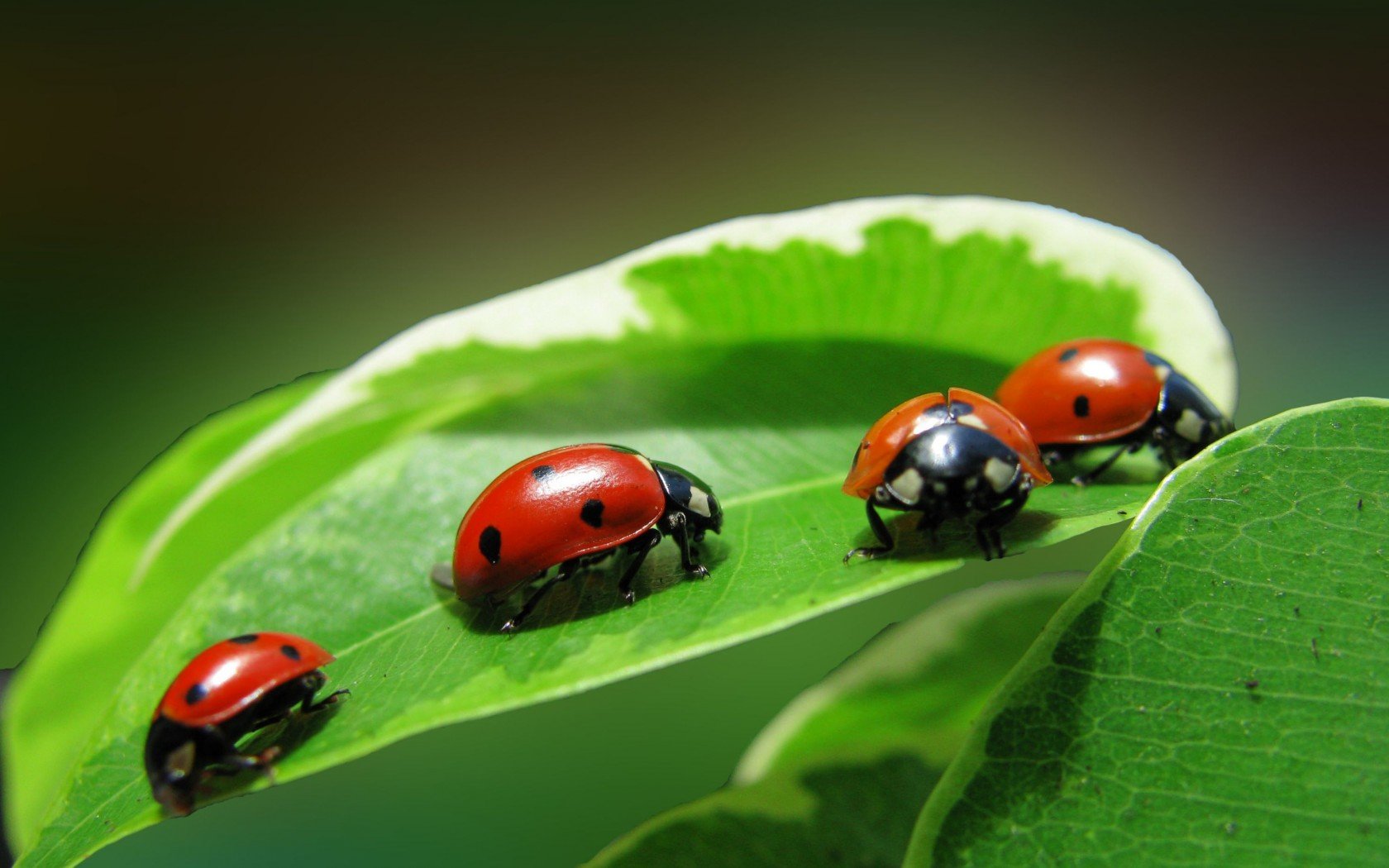 Best Ladybug wallpaper ID:270387 for High Resolution hd 1680x1050 PC