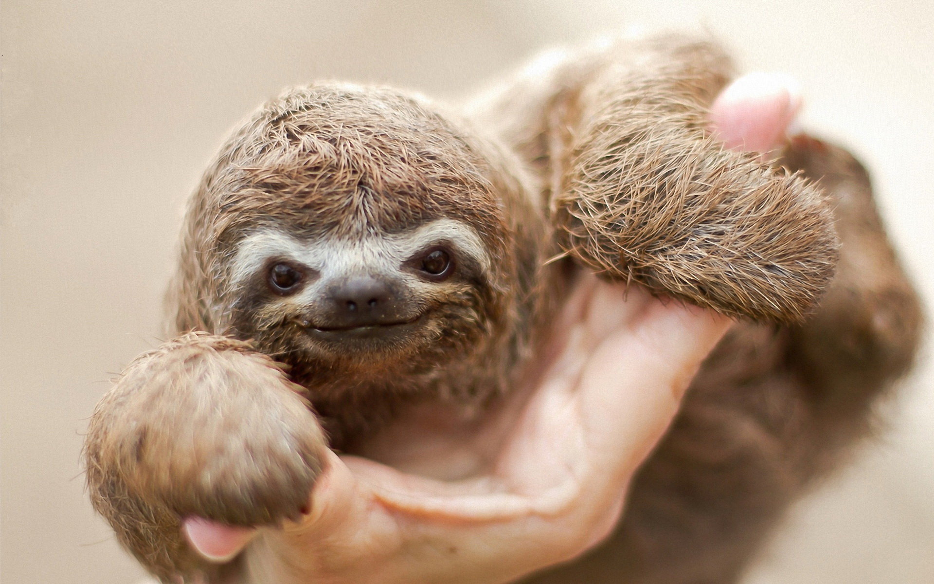 Free download Sloth wallpaper ID:68364 hd 1920x1200 for computer