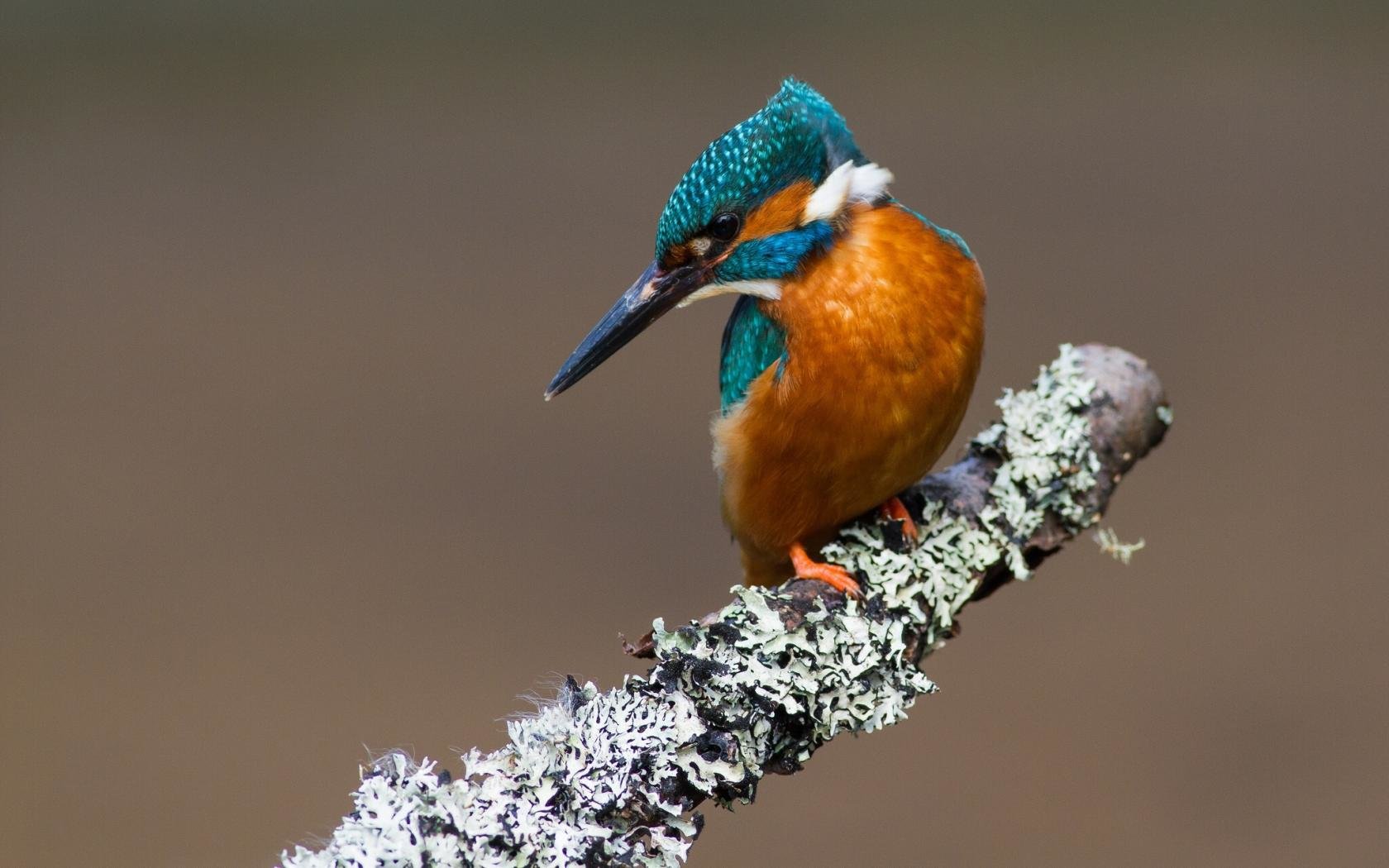 Best Kingfisher background ID:311316 for High Resolution hd 1680x1050 PC