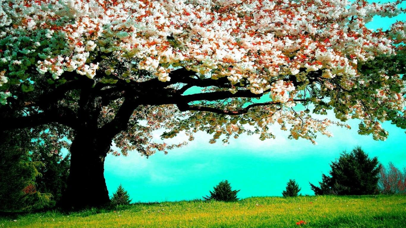 High resolution Tree hd 1366x768 background ID:77044 for computer