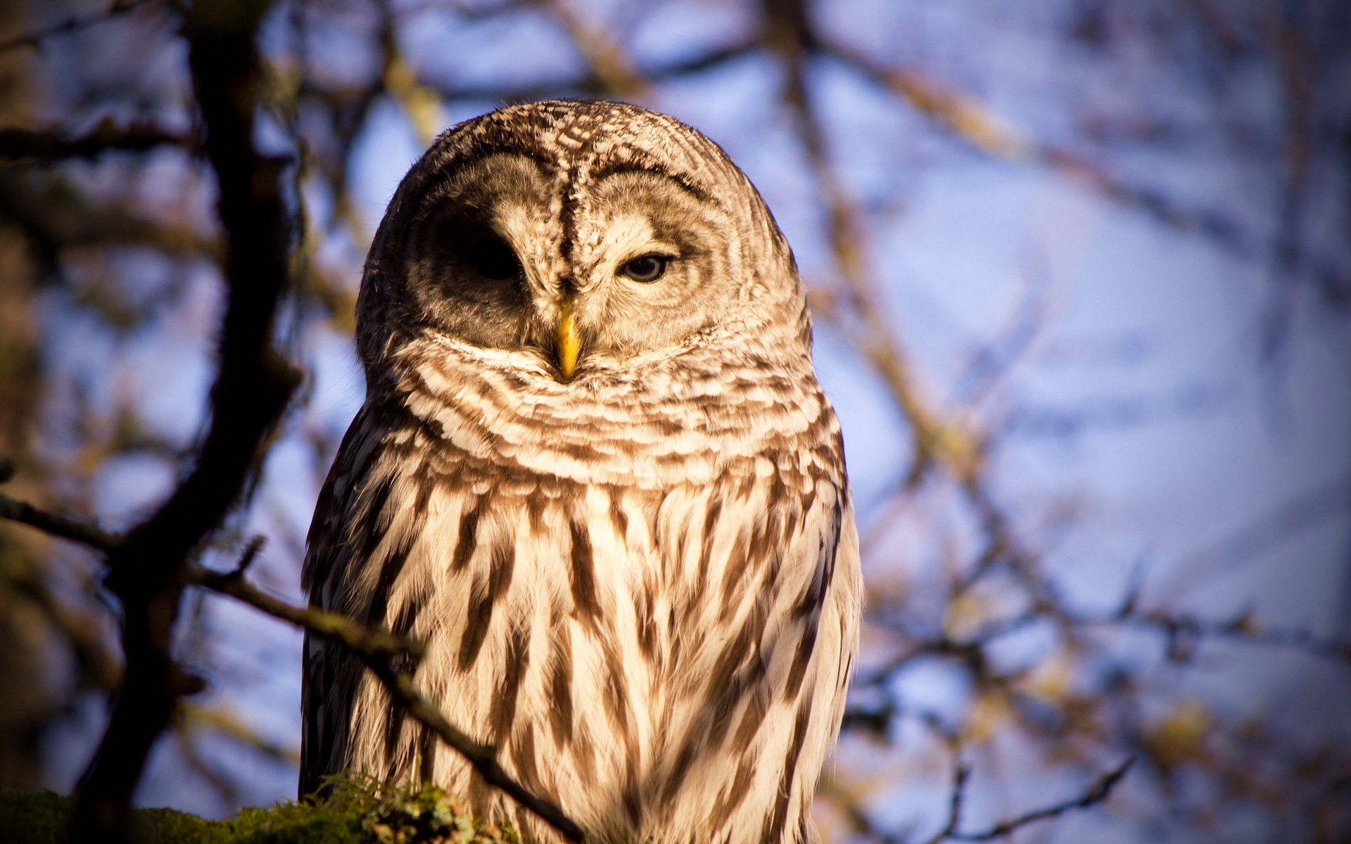 Download hd 1920x1200 Barred Owl computer background ID:91354 for free