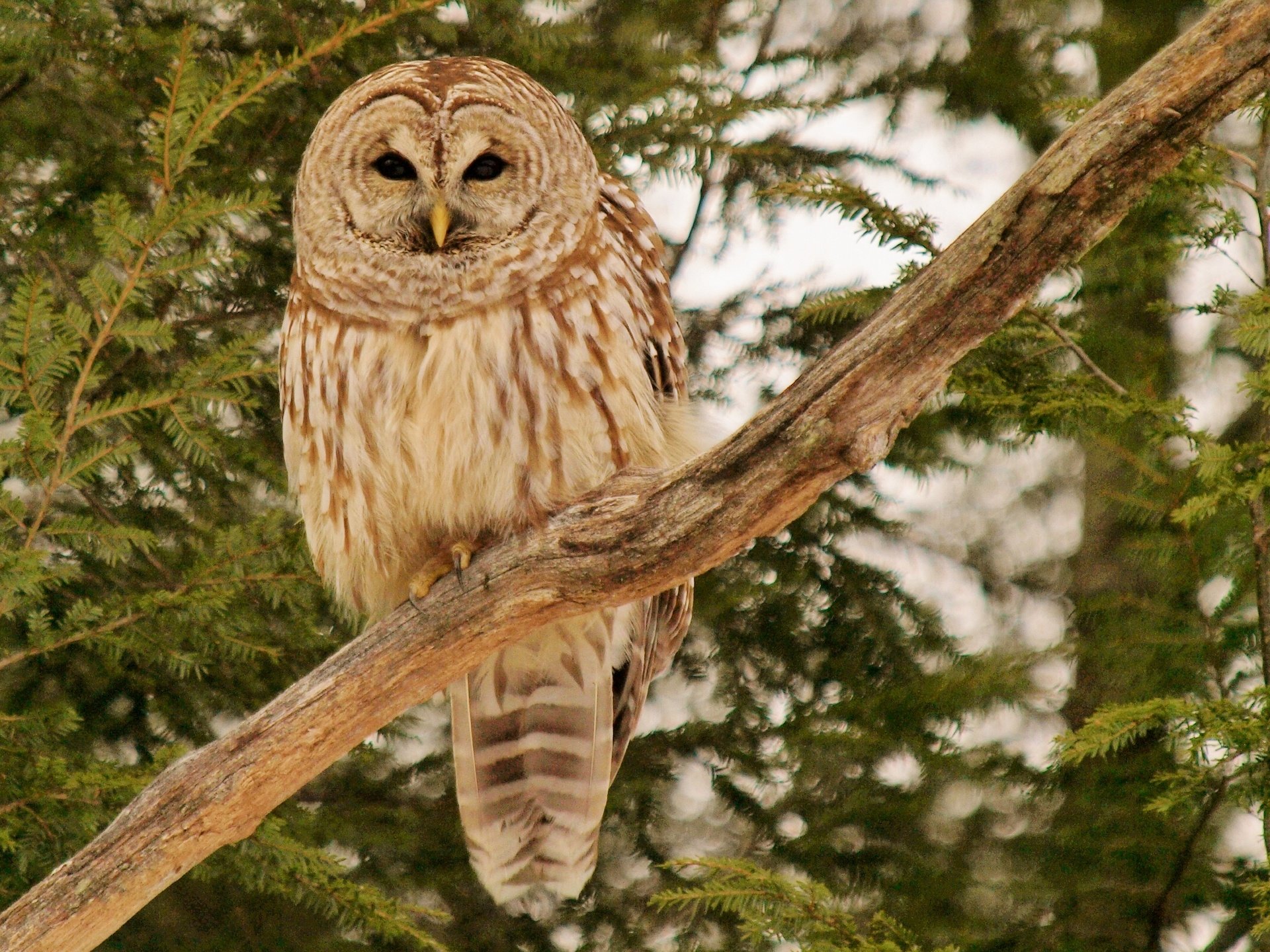 Free Barred Owl high quality wallpaper ID:91339 for hd 1920x1440 computer