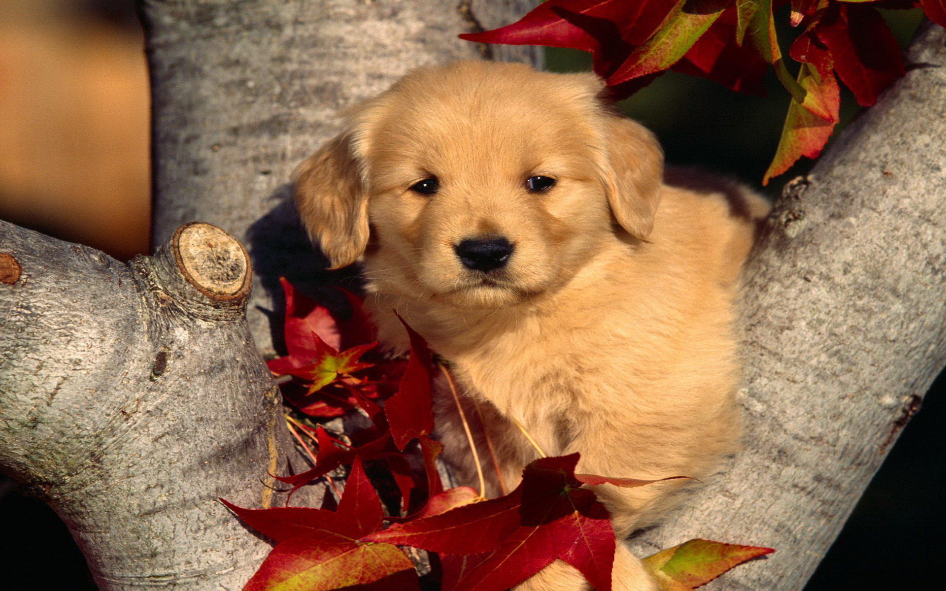 Download hd 1920x1200 Puppy PC background ID:47004 for free