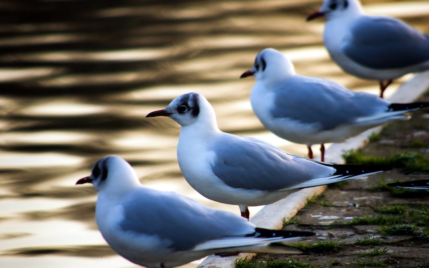 Best Seagull background ID:67040 for High Resolution hd 1680x1050 desktop