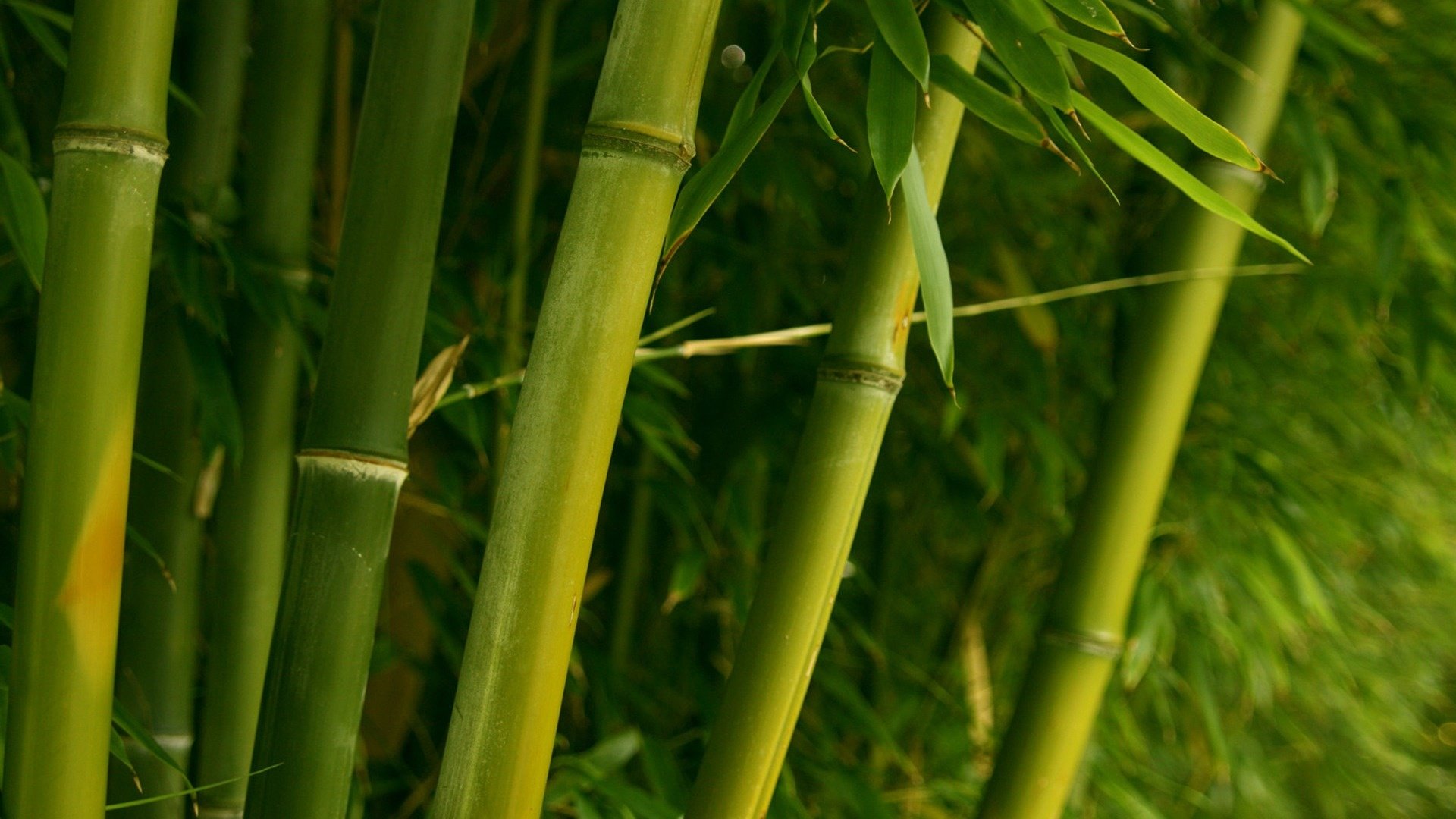 Download full hd Bamboo PC background ID:246859 for free