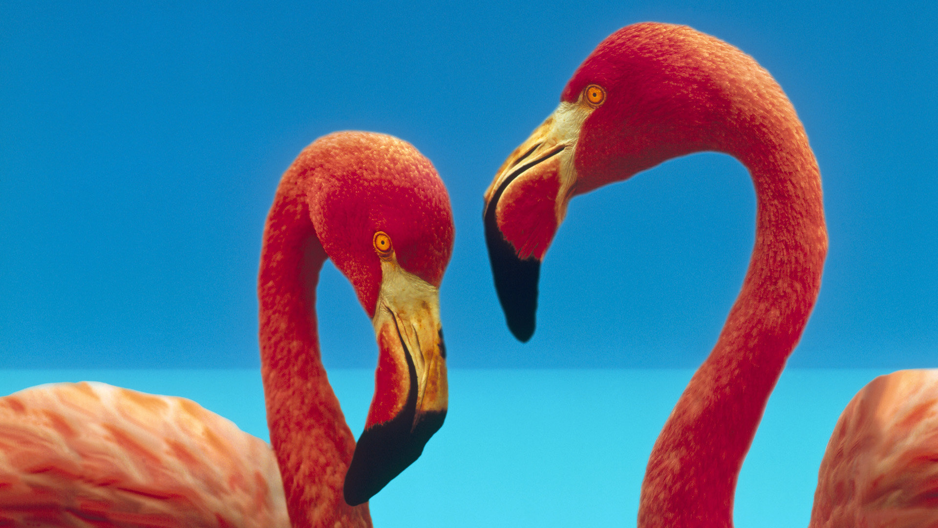 Download hd 1080p Flamingo desktop wallpaper ID:66717 for free