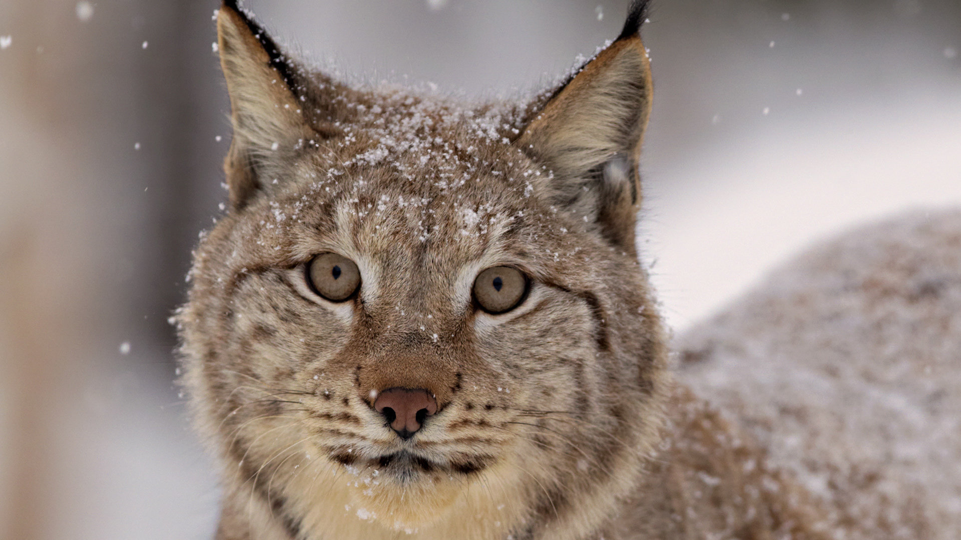 Download 1080p Lynx computer background ID:105907 for free