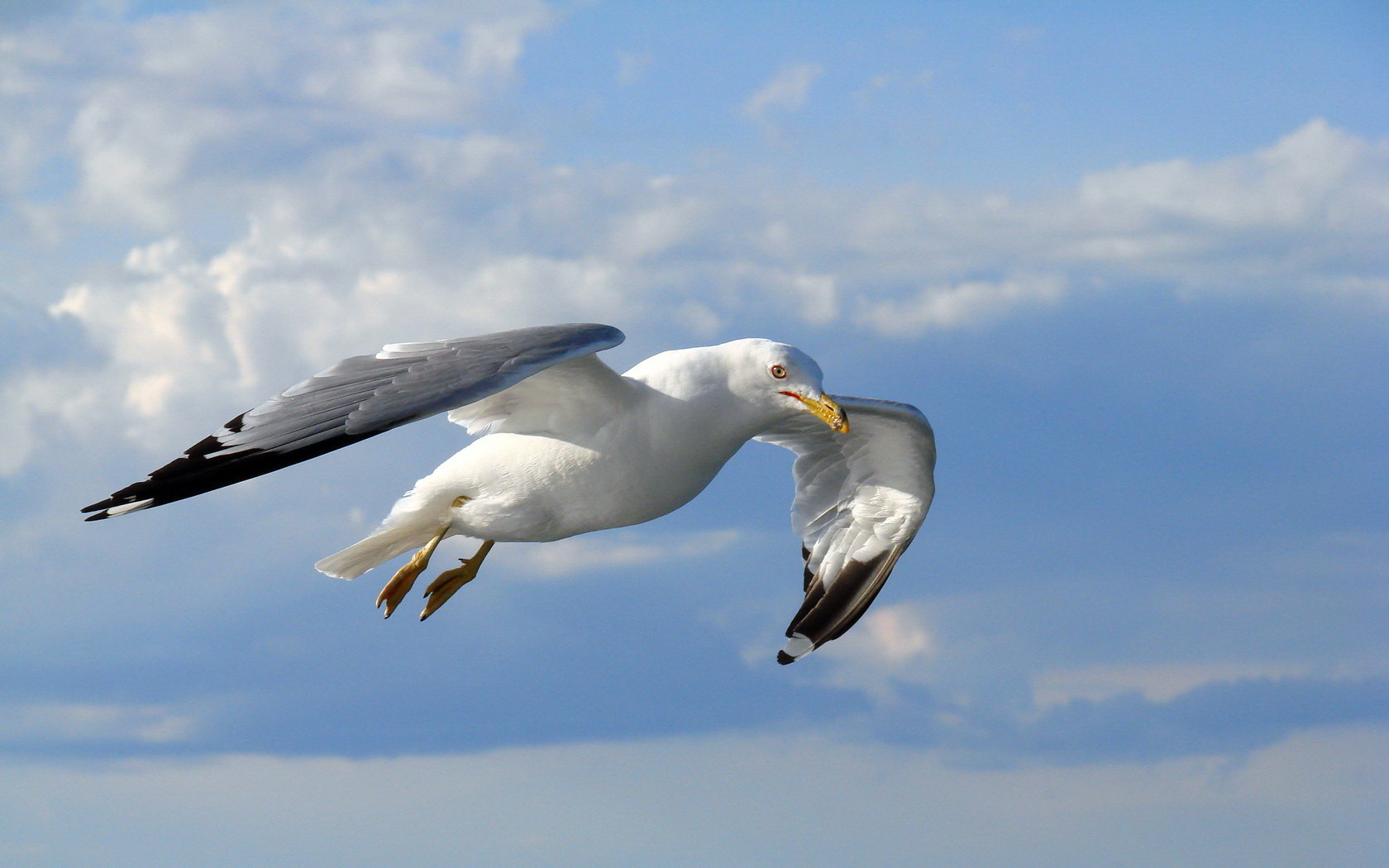 Awesome Seagull free wallpaper ID:66984 for hd 1680x1050 PC