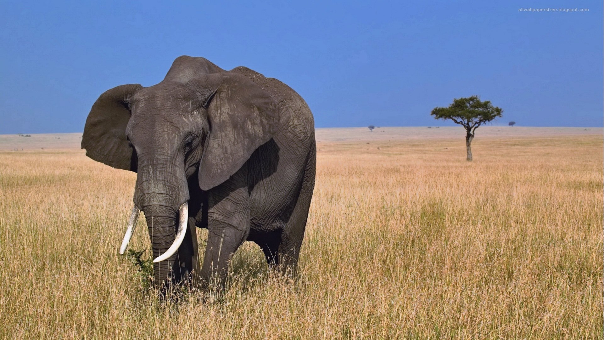 Free Elephant high quality background ID:132691 for full hd 1920x1080 PC