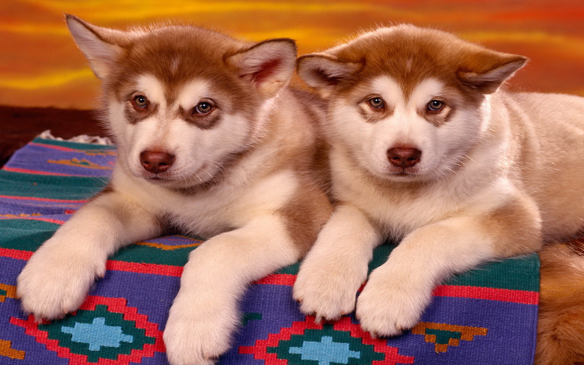 High resolution Puppy hd 1920x1200 background ID:46816 for PC